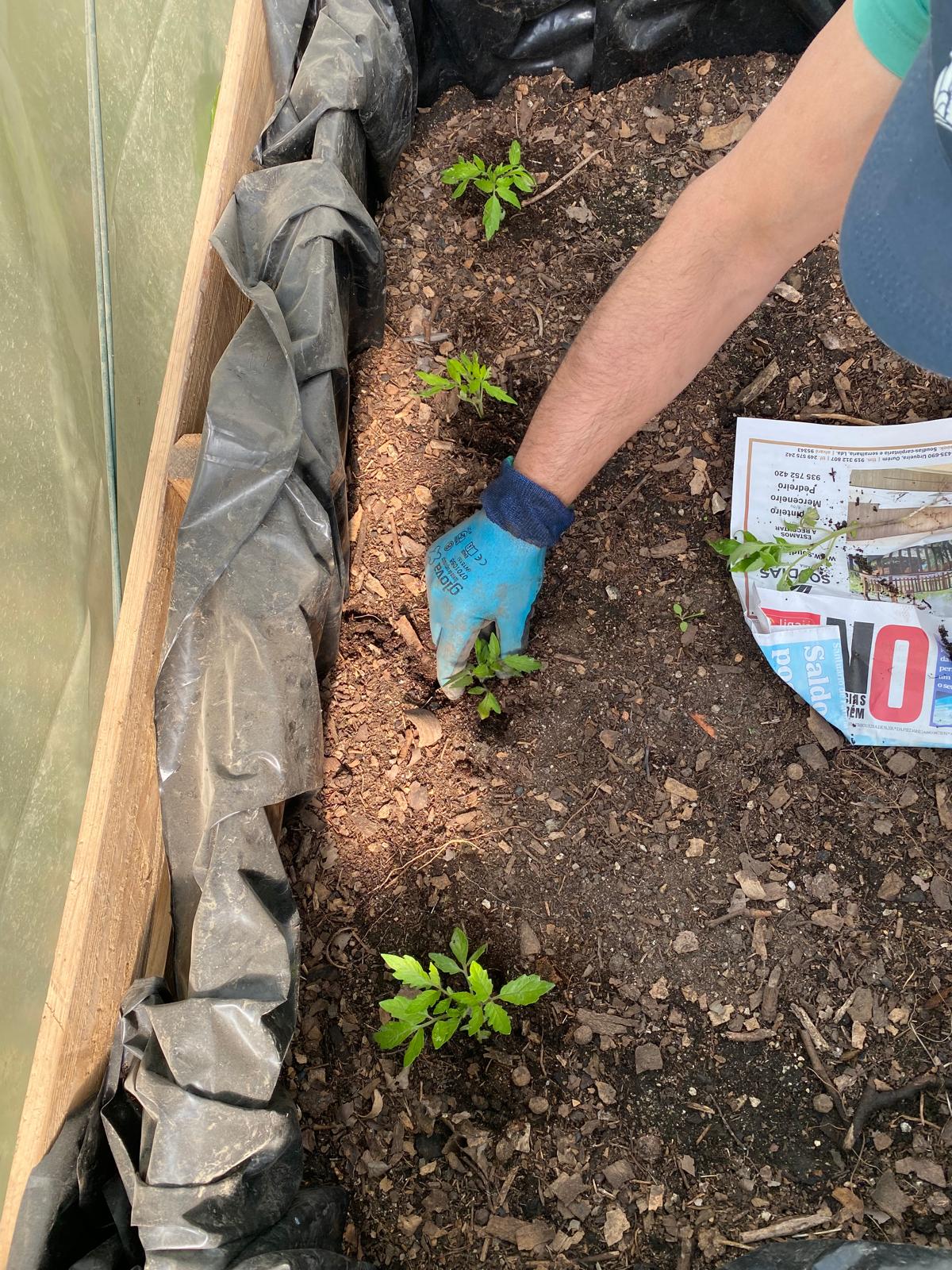 Foram plantados os primeiros tomateiros na estufa, sítio mais abrigado.