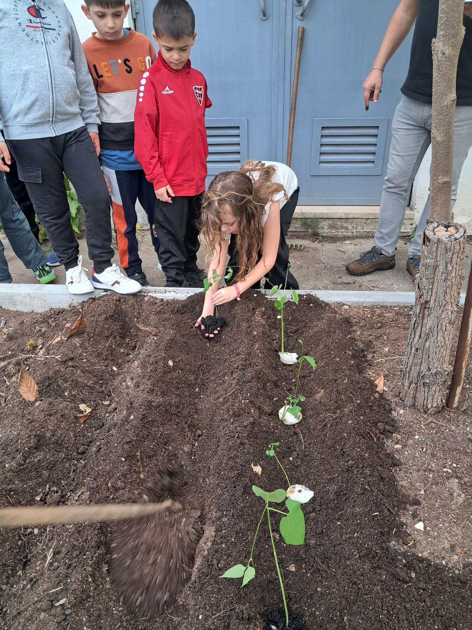 No dia da Jornada Cultural, os alnos do 1.º Ciclo foram plantar germinações de feijão (processo estudado e praticado nas aulas de Estudo do Meio) e deste modo também participaram na horta biológica da escola.