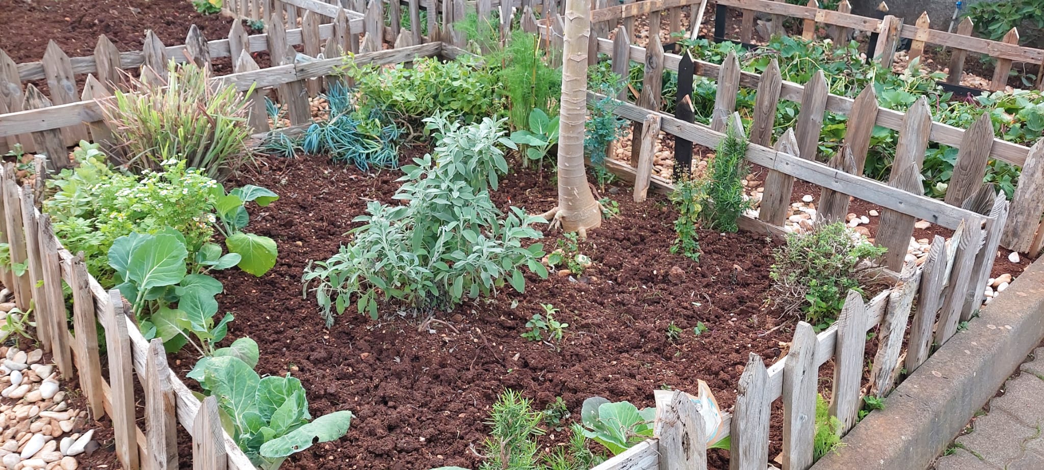 Canteiro das aromáticas e ervas de chá