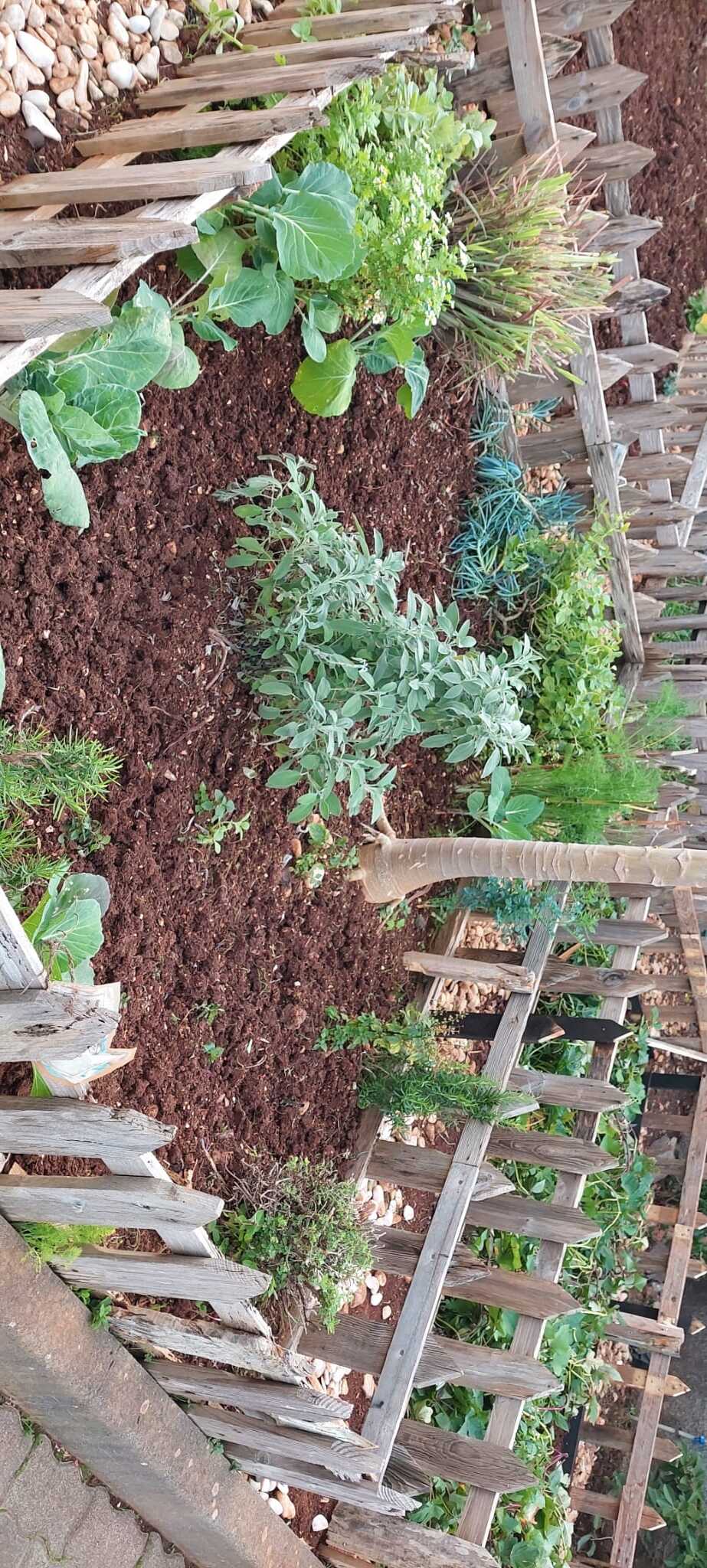Canteiro aromáticas diversas