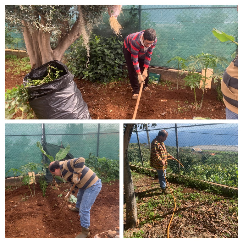 Plantação e rega do buxo, com objetivo de criar cercas vivas de modo a aparar o vento e proteger as plantações.