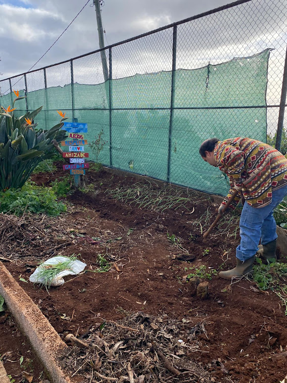 Plantação de cebola no CACI Santa Cruz.