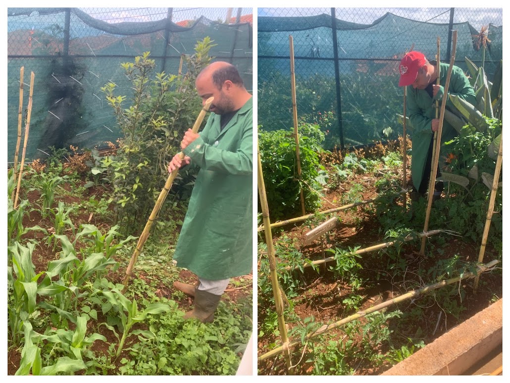 Colocação das estacas no milho e no tomate para que se possam desenvolver sem partir.
