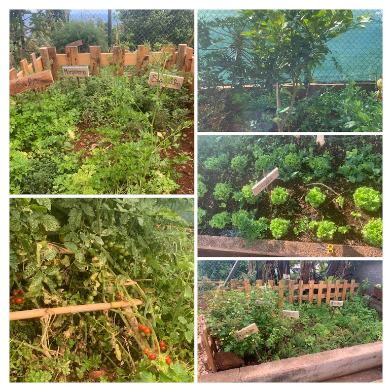 Evolução de alguns dos Produtos Hortícolas plantados na horta do CACI Santa Cruz.