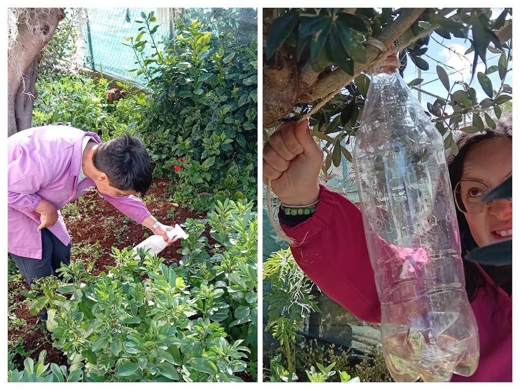 Colocação de inseticida natural, para proteção do piolho e mosquitos das árvores de frutos.