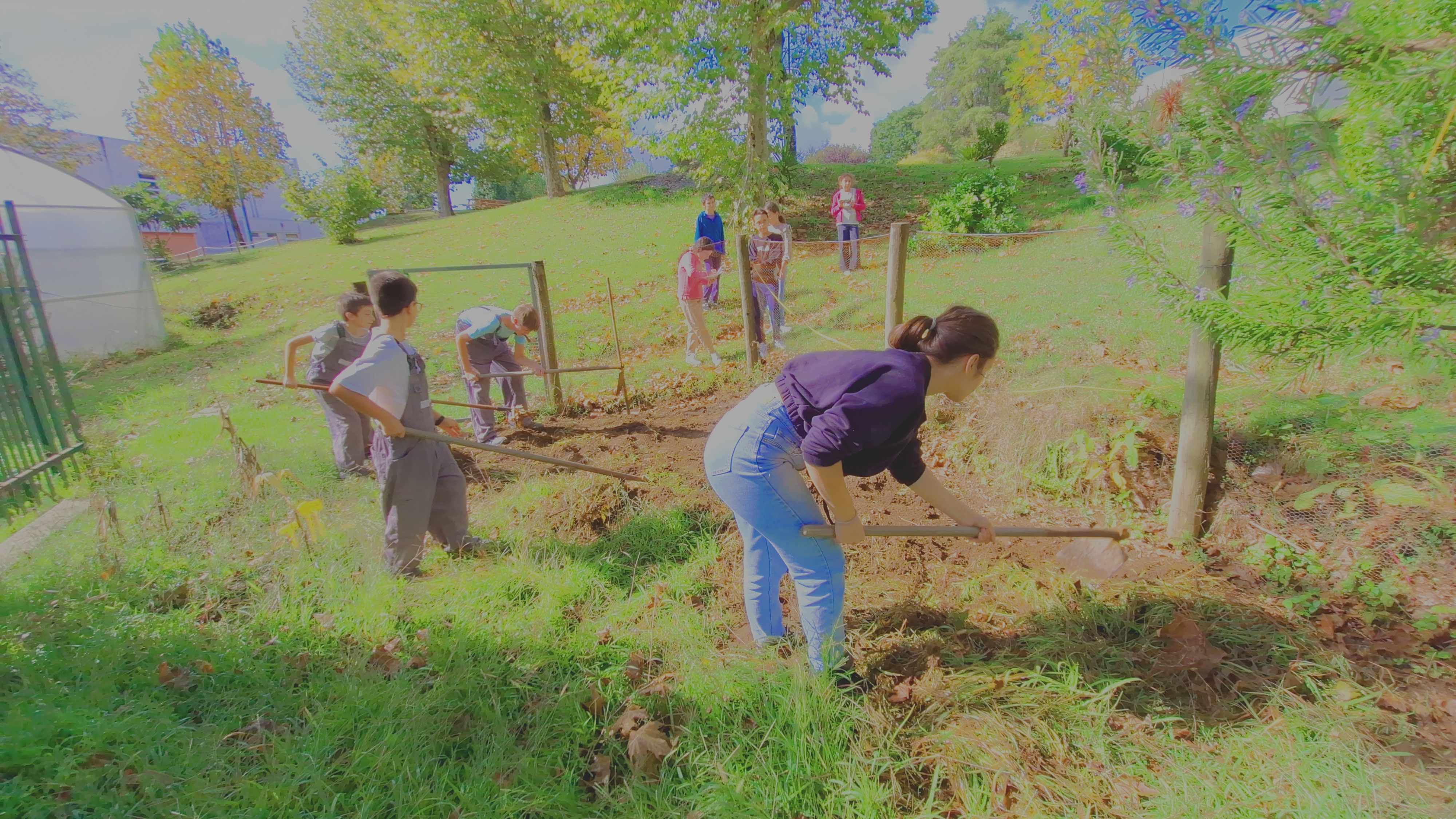 Preparação do solo - cava e incorporação de composto; remoção de ervas infestantes pelos alunos do clube de Hortofloricultura.
