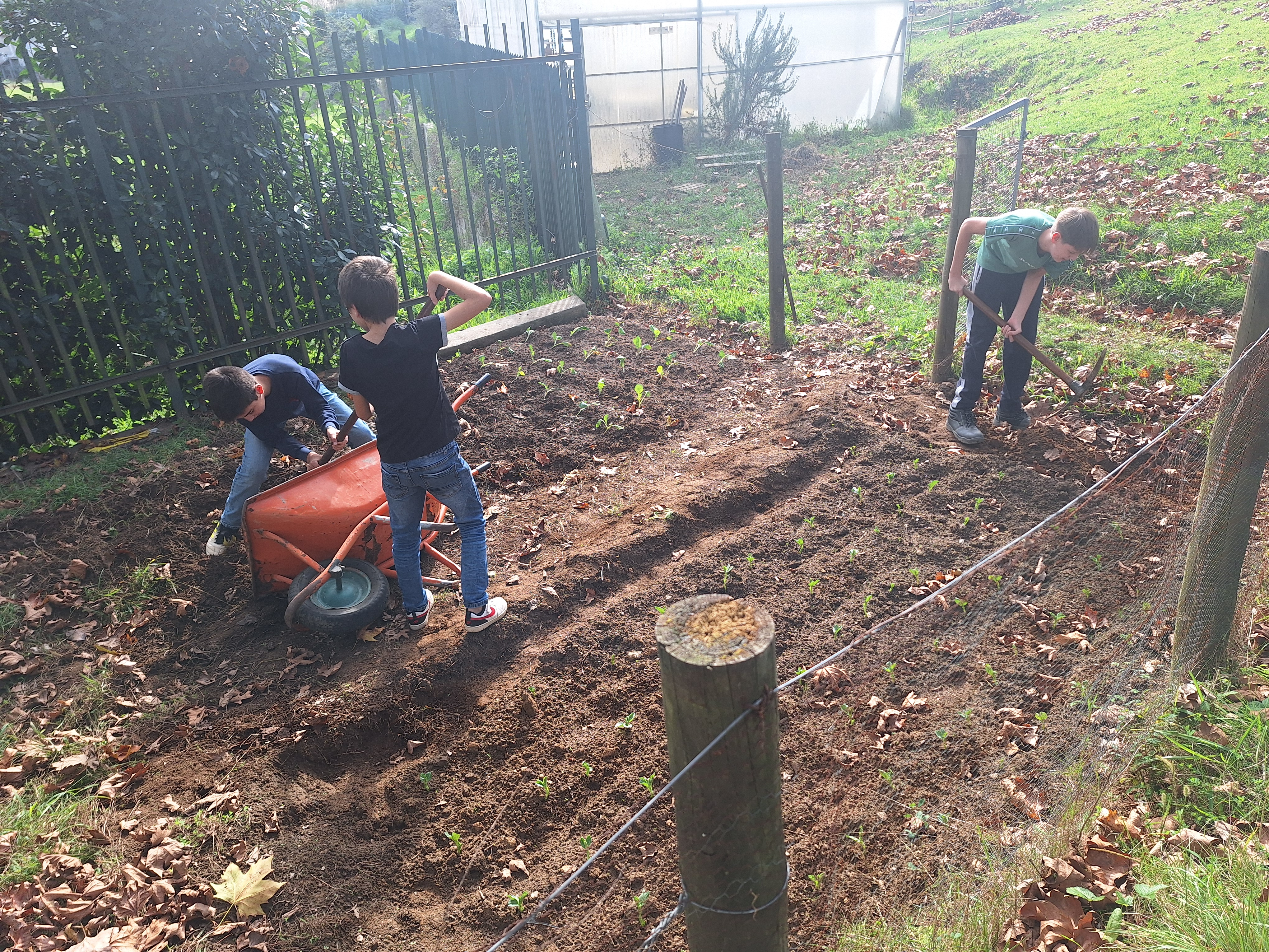 Talhão de favas (variedade algarvia) e de couve penca; clube de Hortofloricultura recolhe as folhas para colocação na pilha de compostagem; construção do rego de drenagem de águas pluviais.