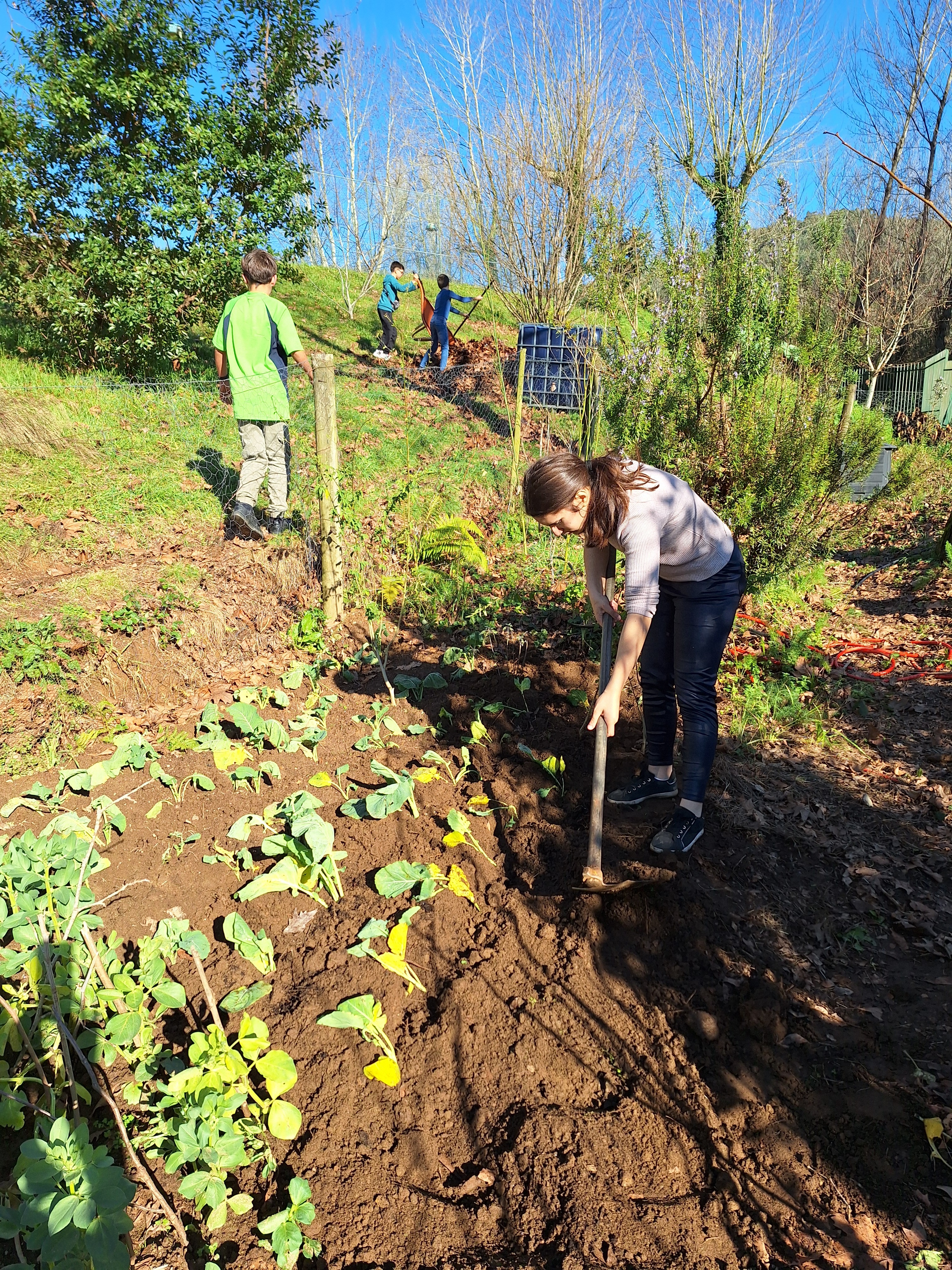 Plantação de couve galega; formação da pilha de compostagem com detritos resultantes de podas e corte de relva.