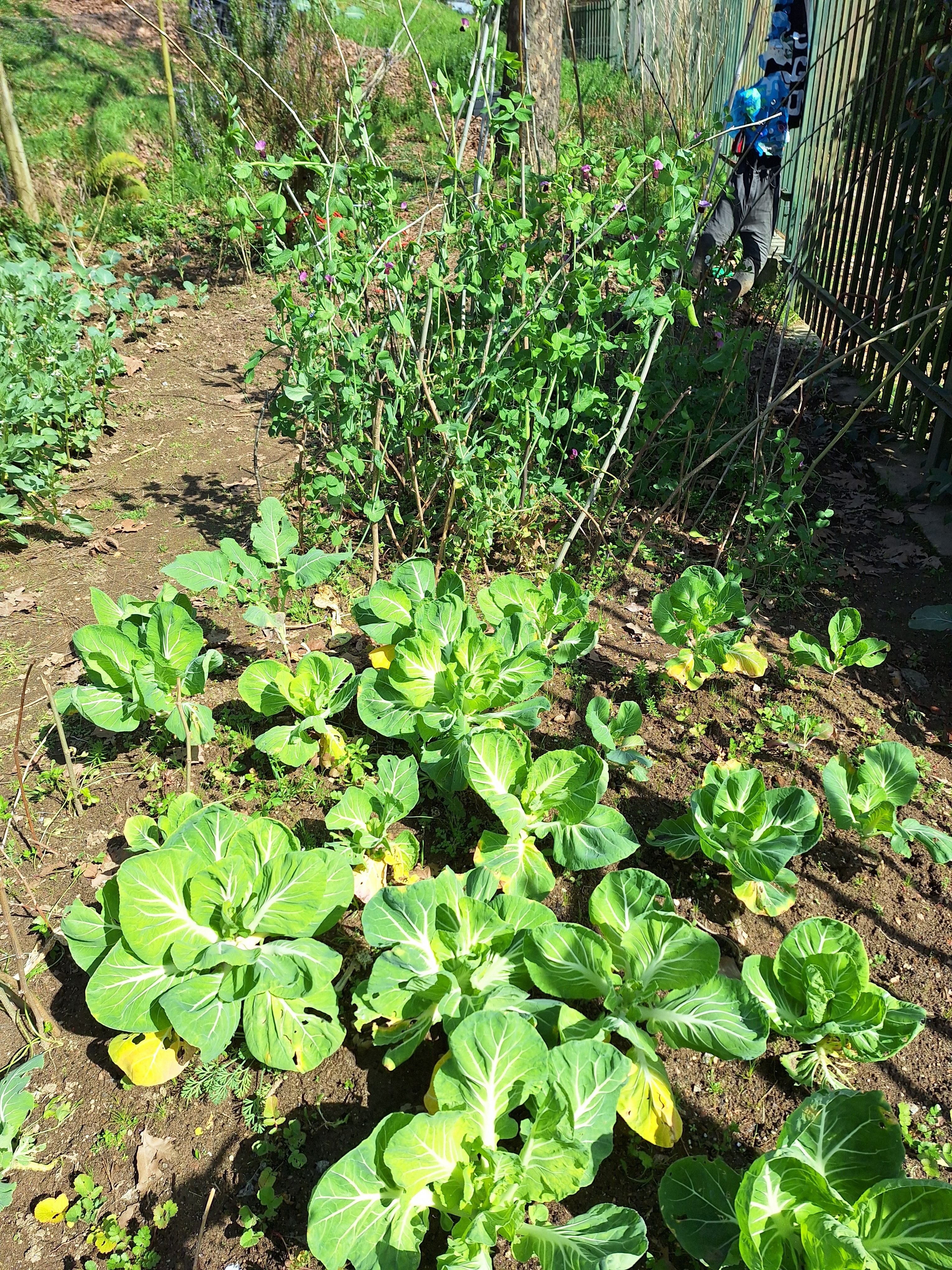 Perpectiva da horta com a produção de favas, ervilhas, couve-penca e ervas aromáticas.