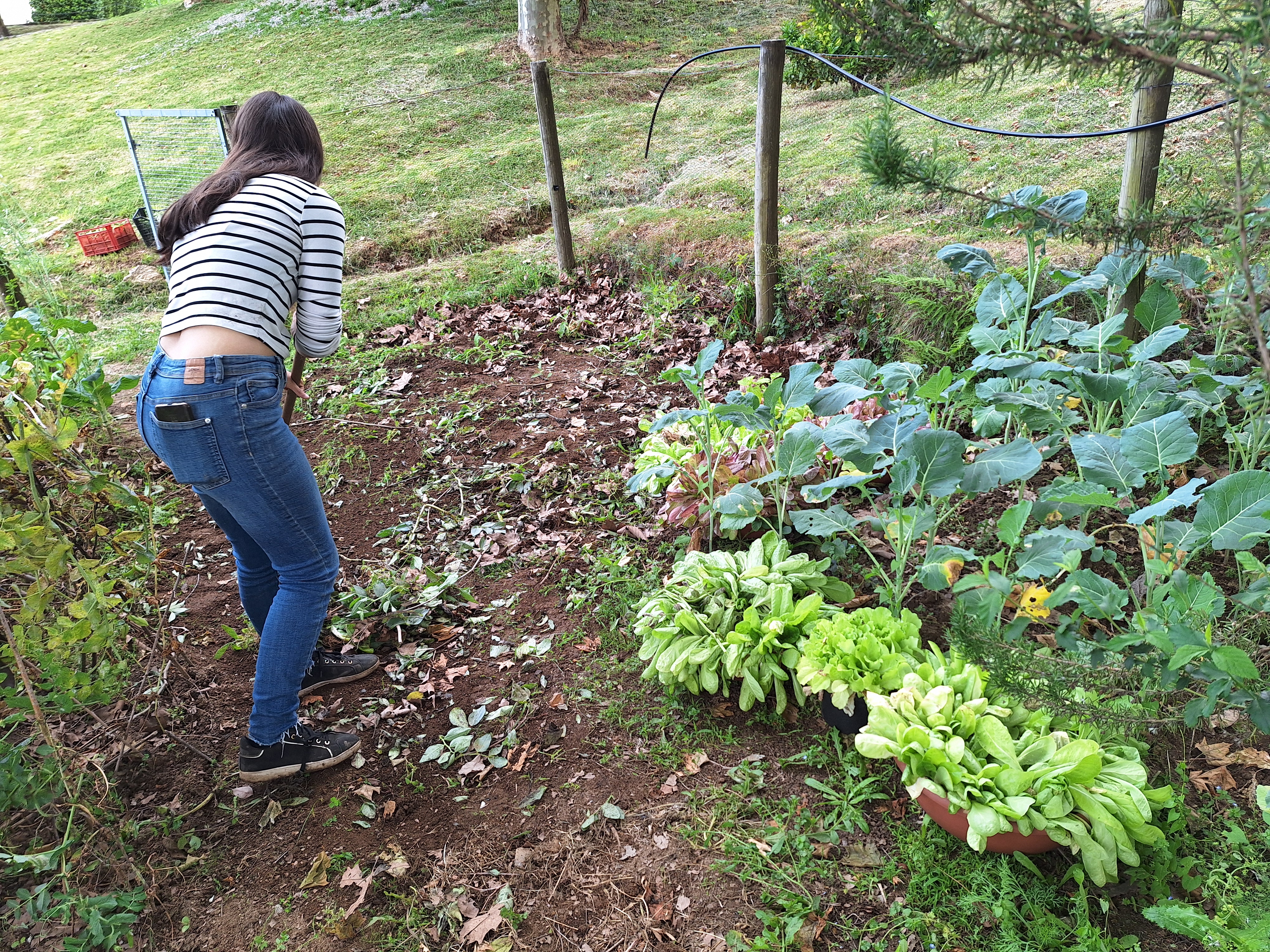 Preparação  do solo onde estavam as faveiras, para  plantação  de hortícolas, cuja sementeira foi realizada em estufa.