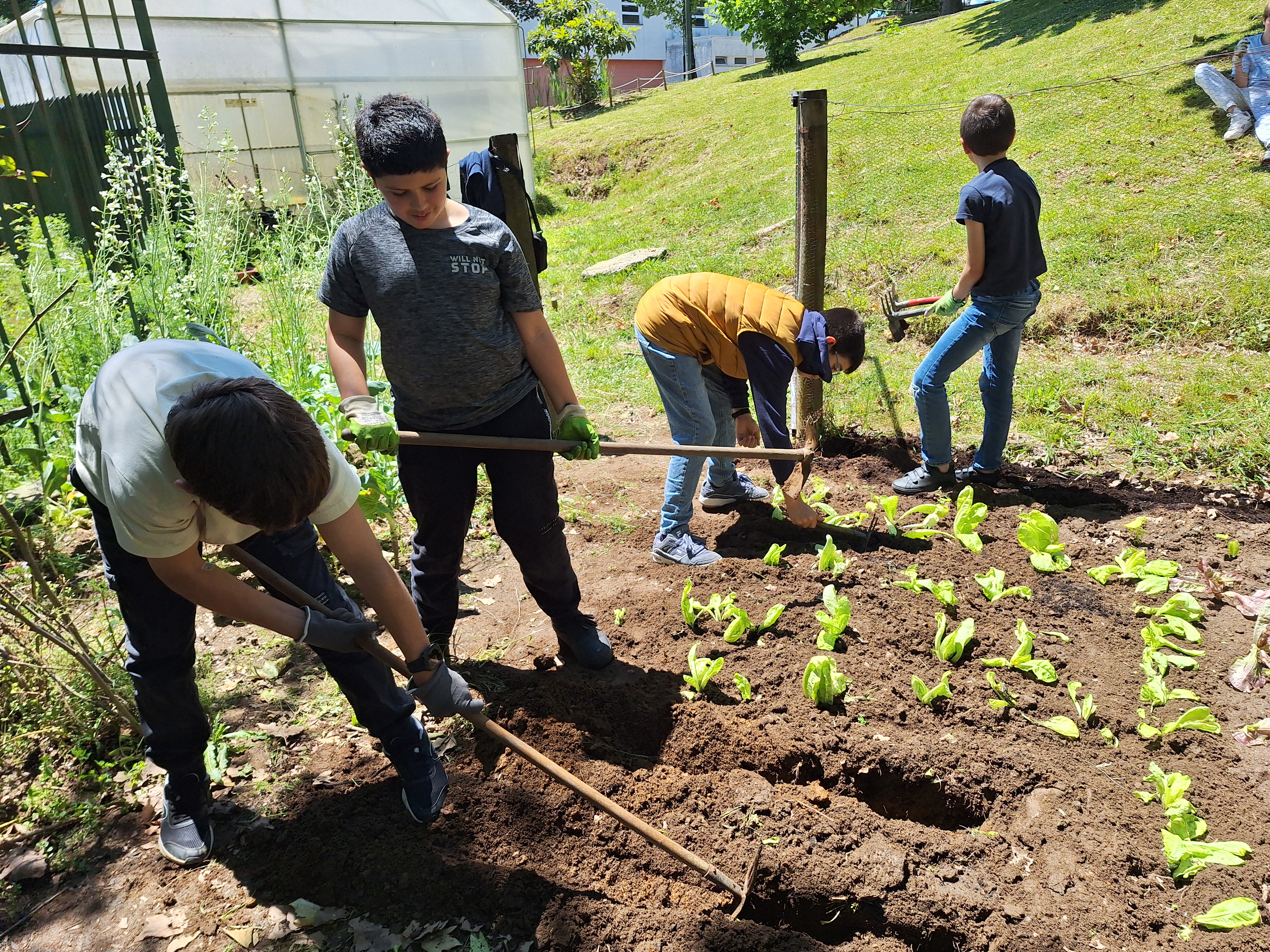 Plantação pelos alunos do clube de Hortofloricultura, de variedades de alface e abertura de regos para plantação de tomateiros, morangueiros e feijão.