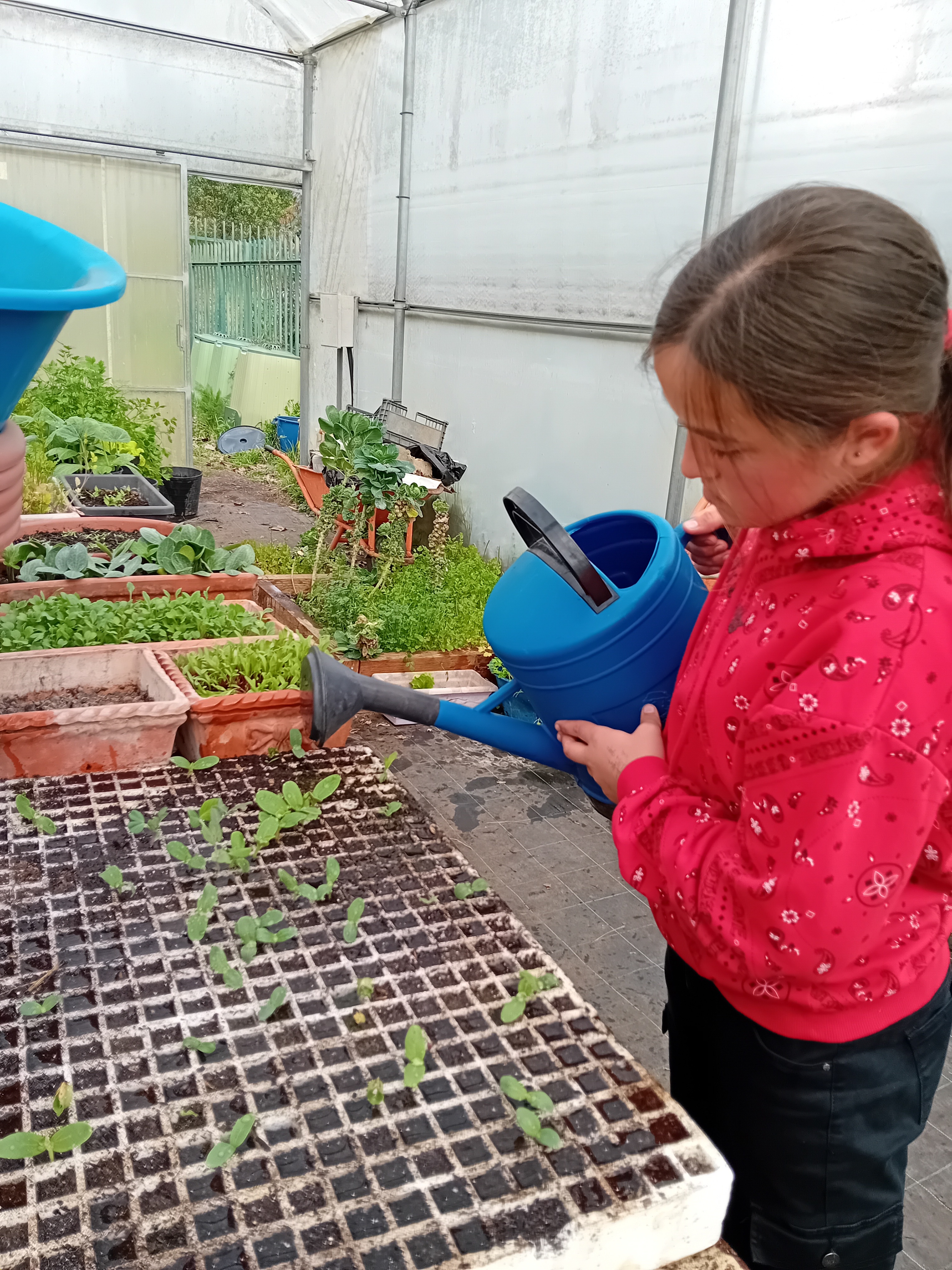 Rega em estufa pelos alunos do clube, das hortícolas, para posterior transplantação na horta.
