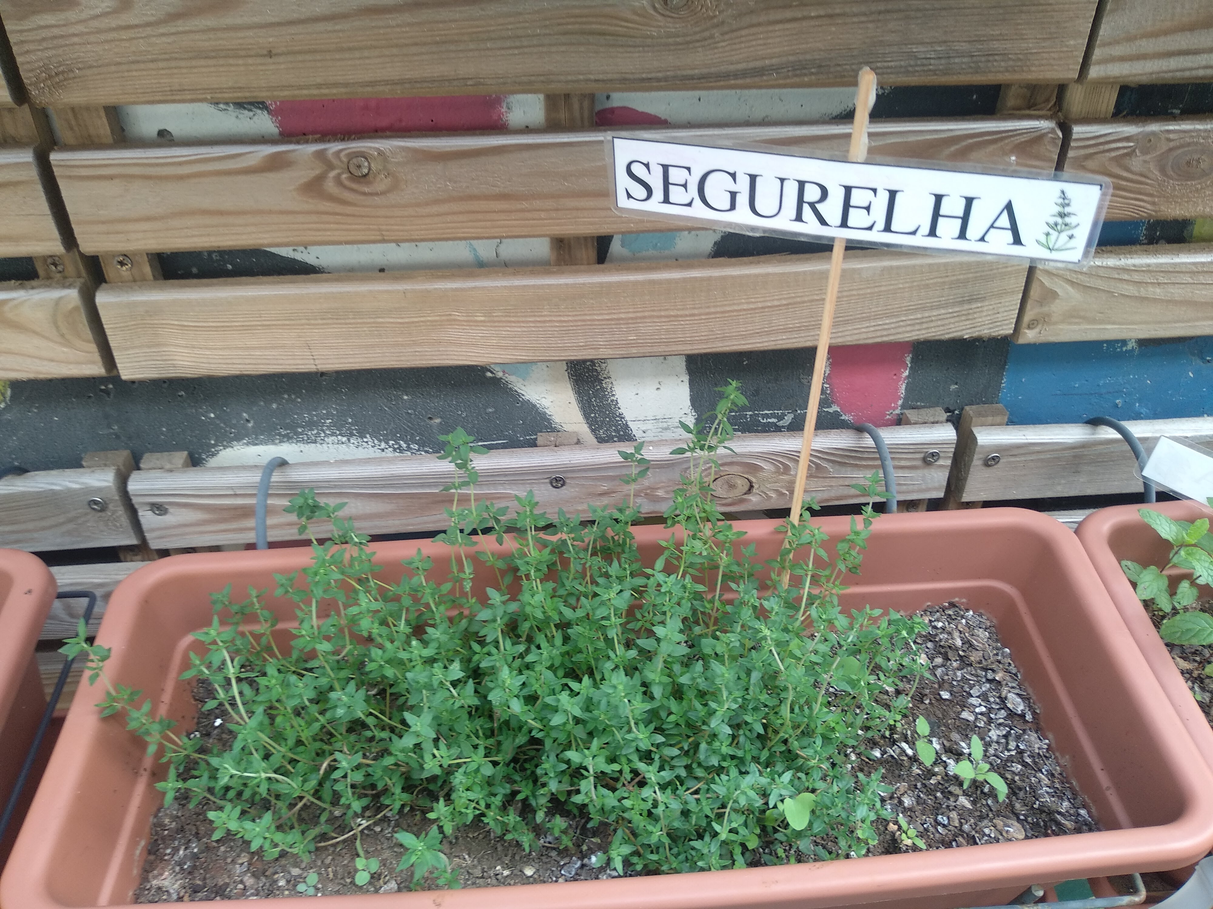 segurelha