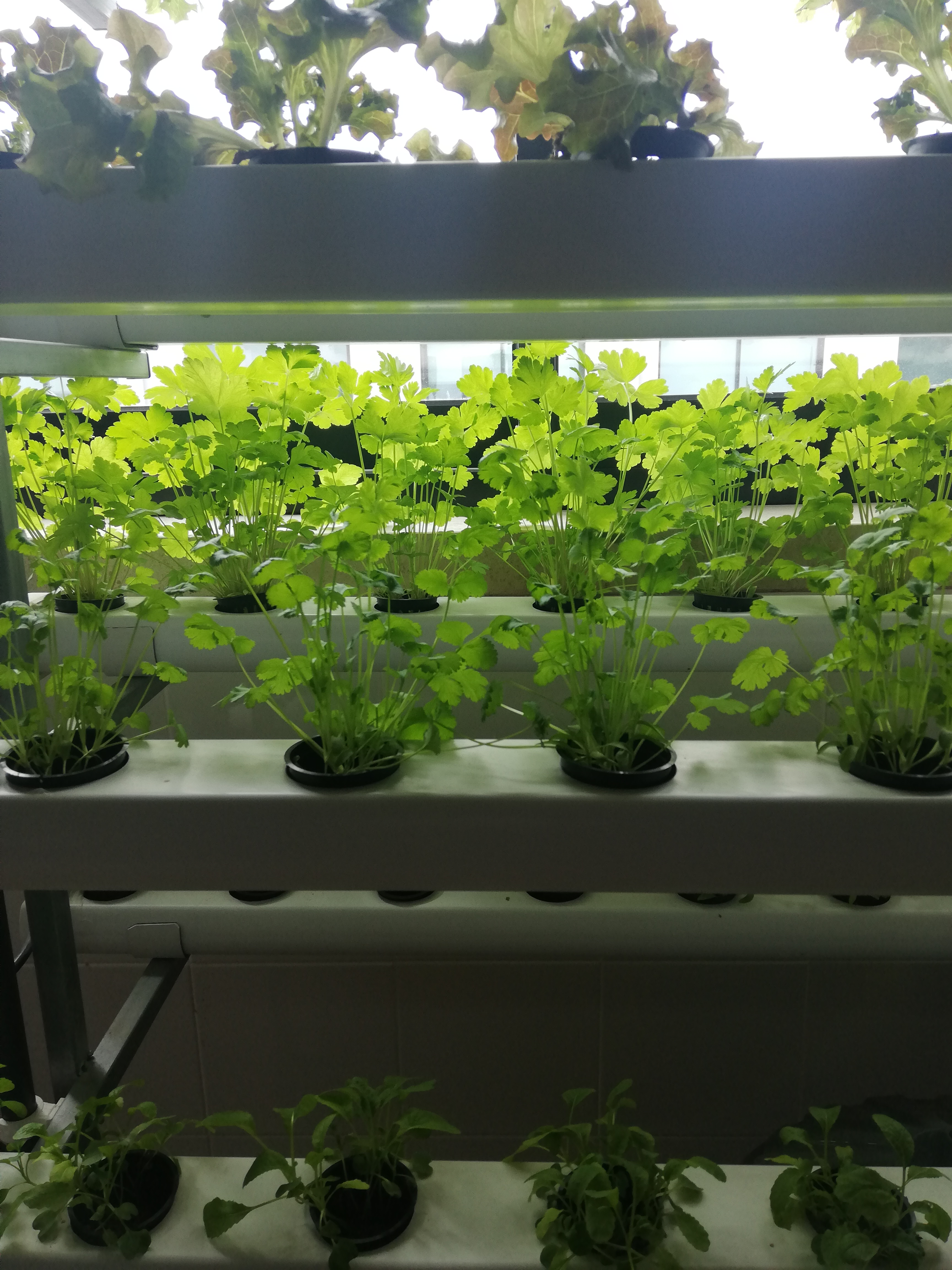 Plantas em crescimento