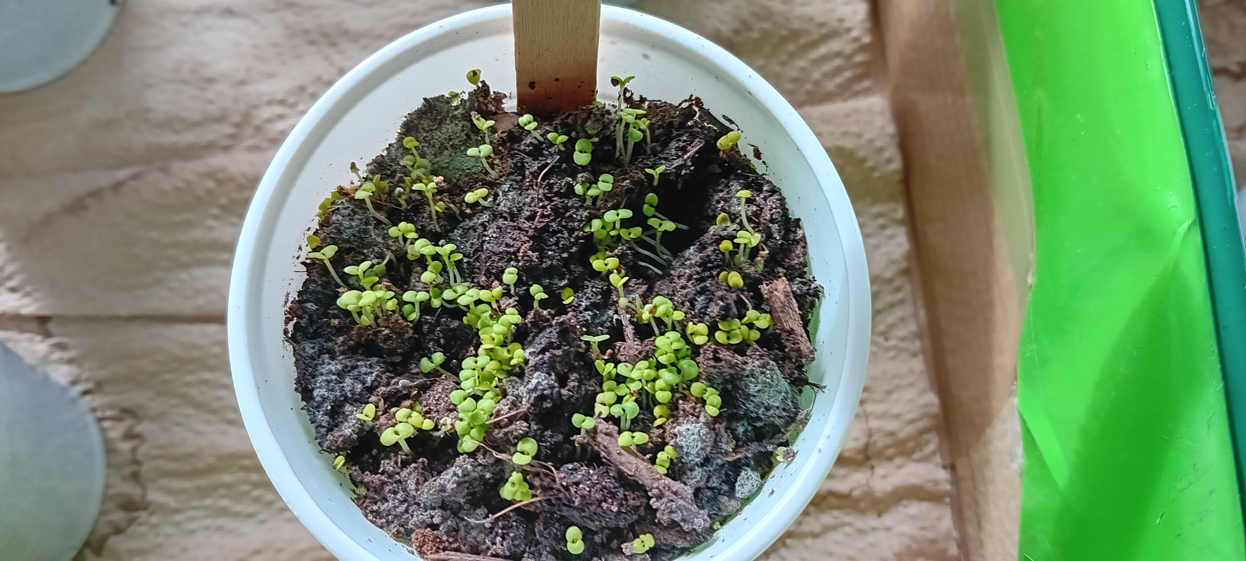 Sementeira de plantas aromáticas/ condimentares/ medicinais, em trabalho de sala de aula, pelos alunos de Educação Especial. (2)