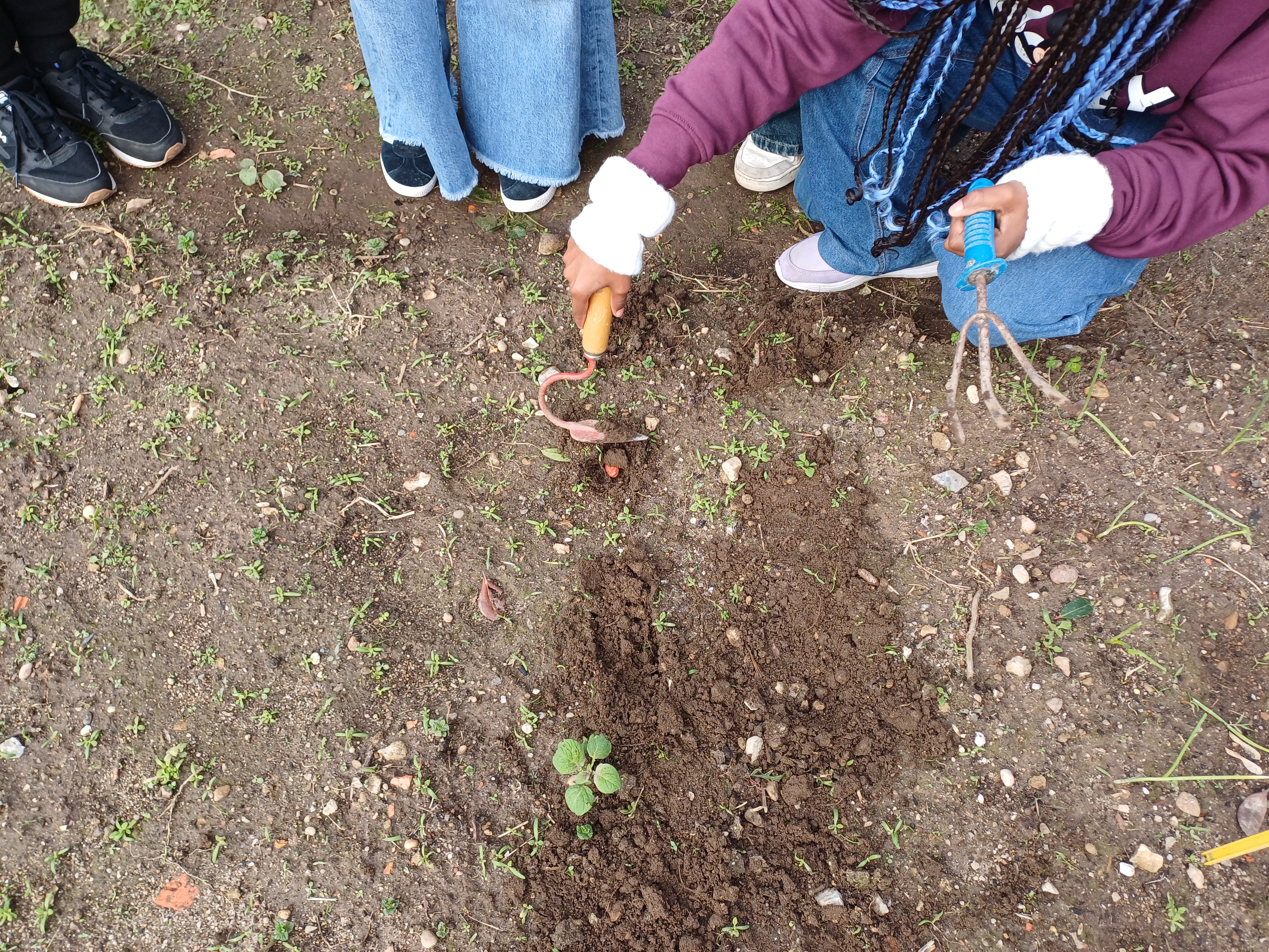 Sementeira de favas no terreno (por alunos do 6.º ano).