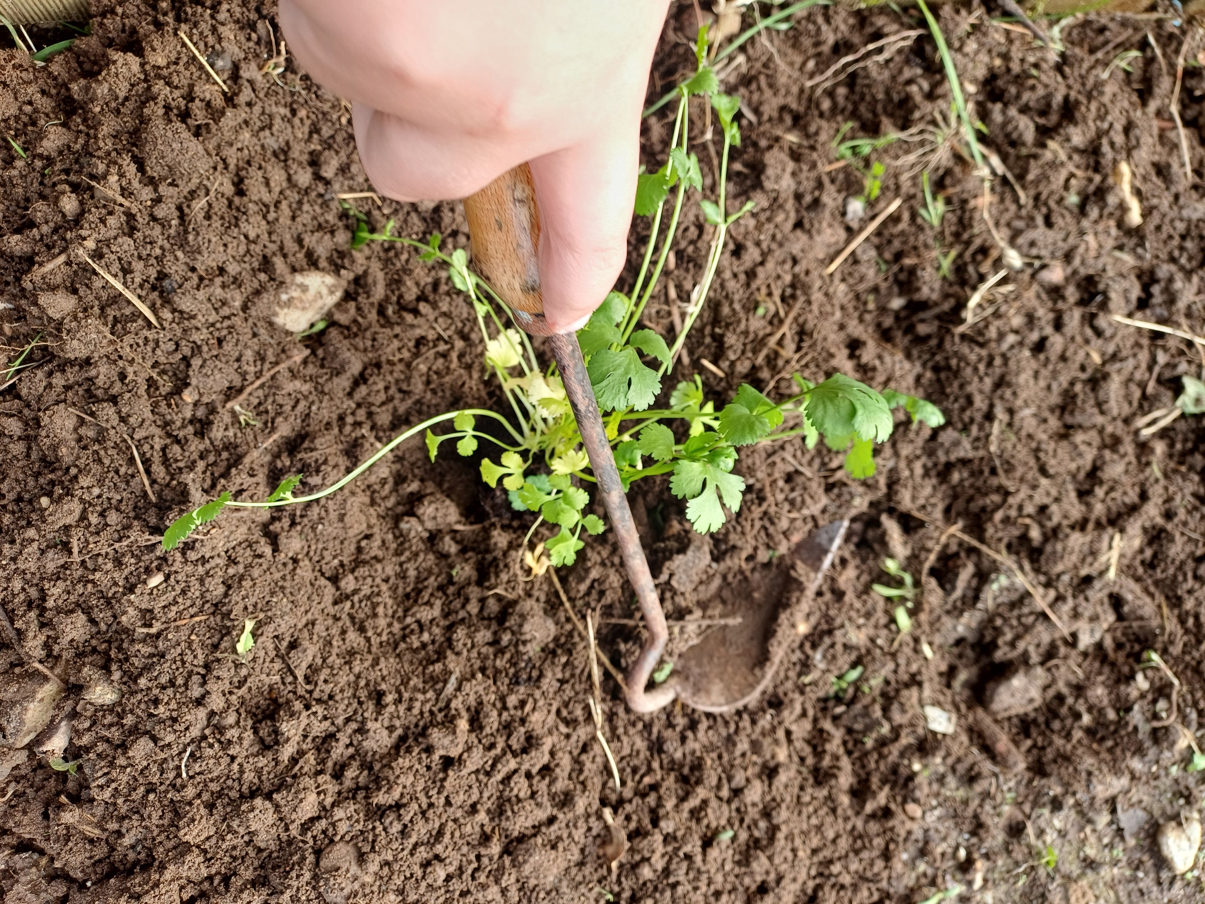 Plantação de coentros (por alunos do 6.º ano).