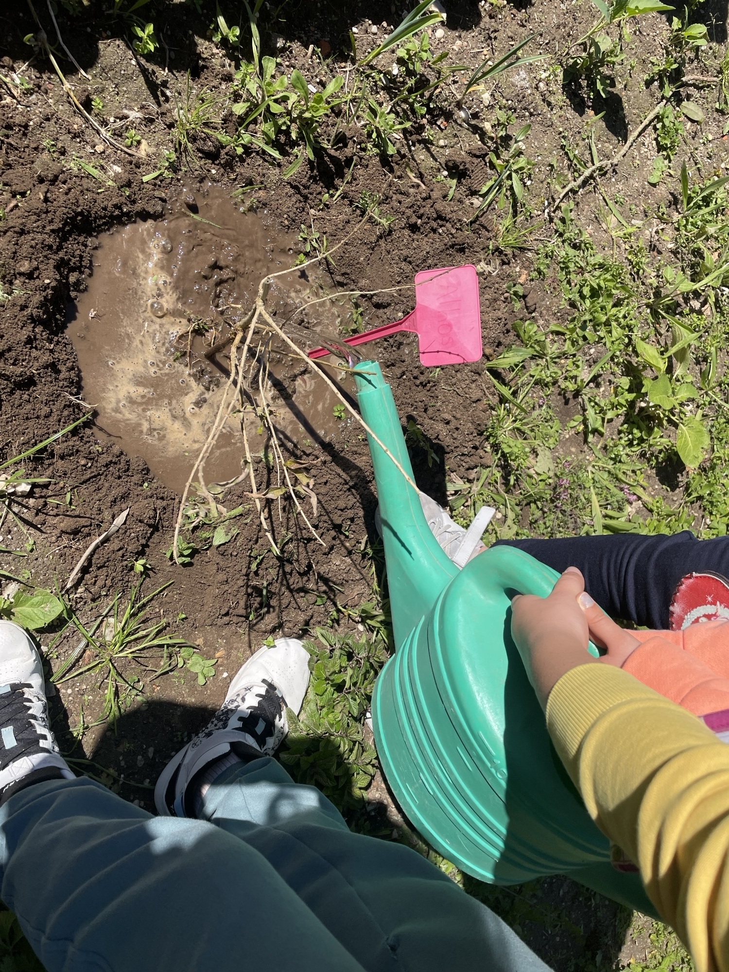 Plantando e regando um limonete.