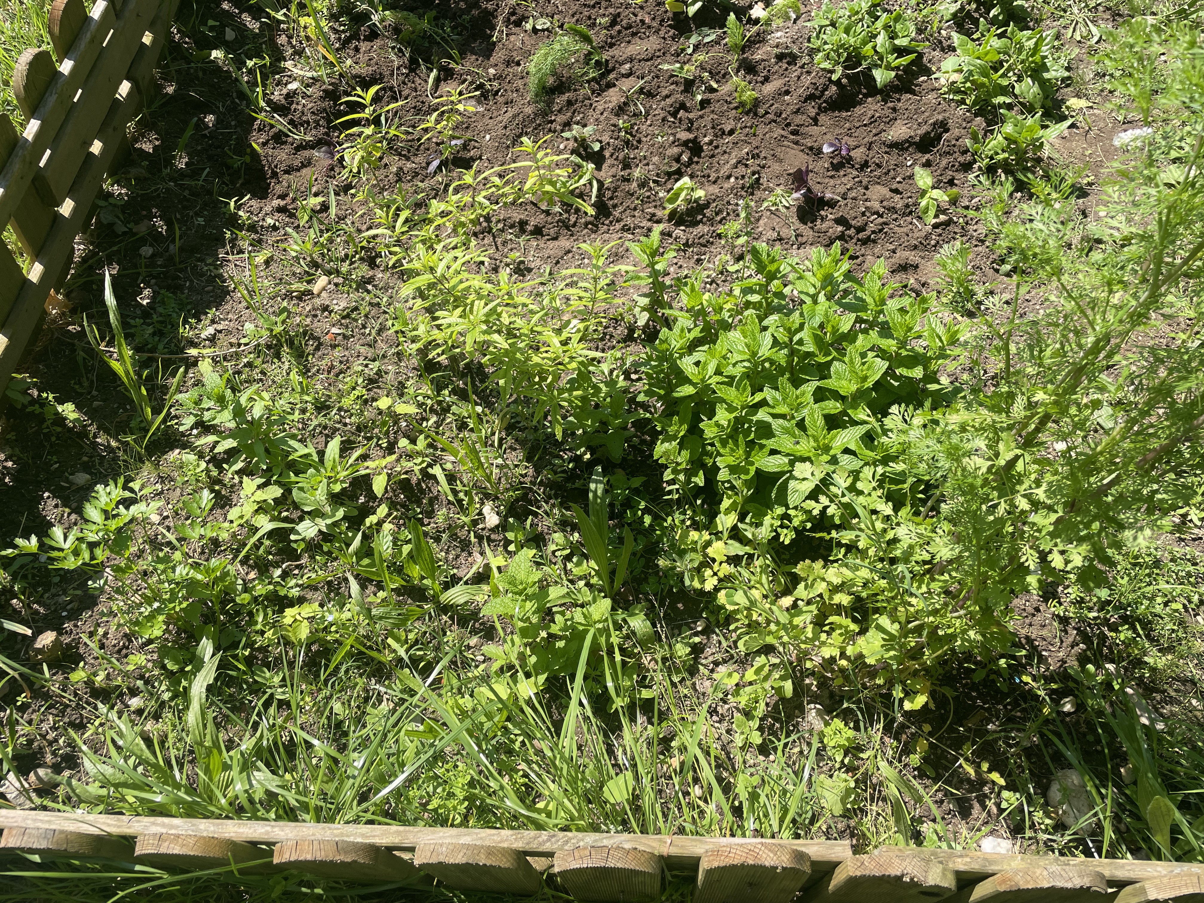 Canteiro das aromáticas