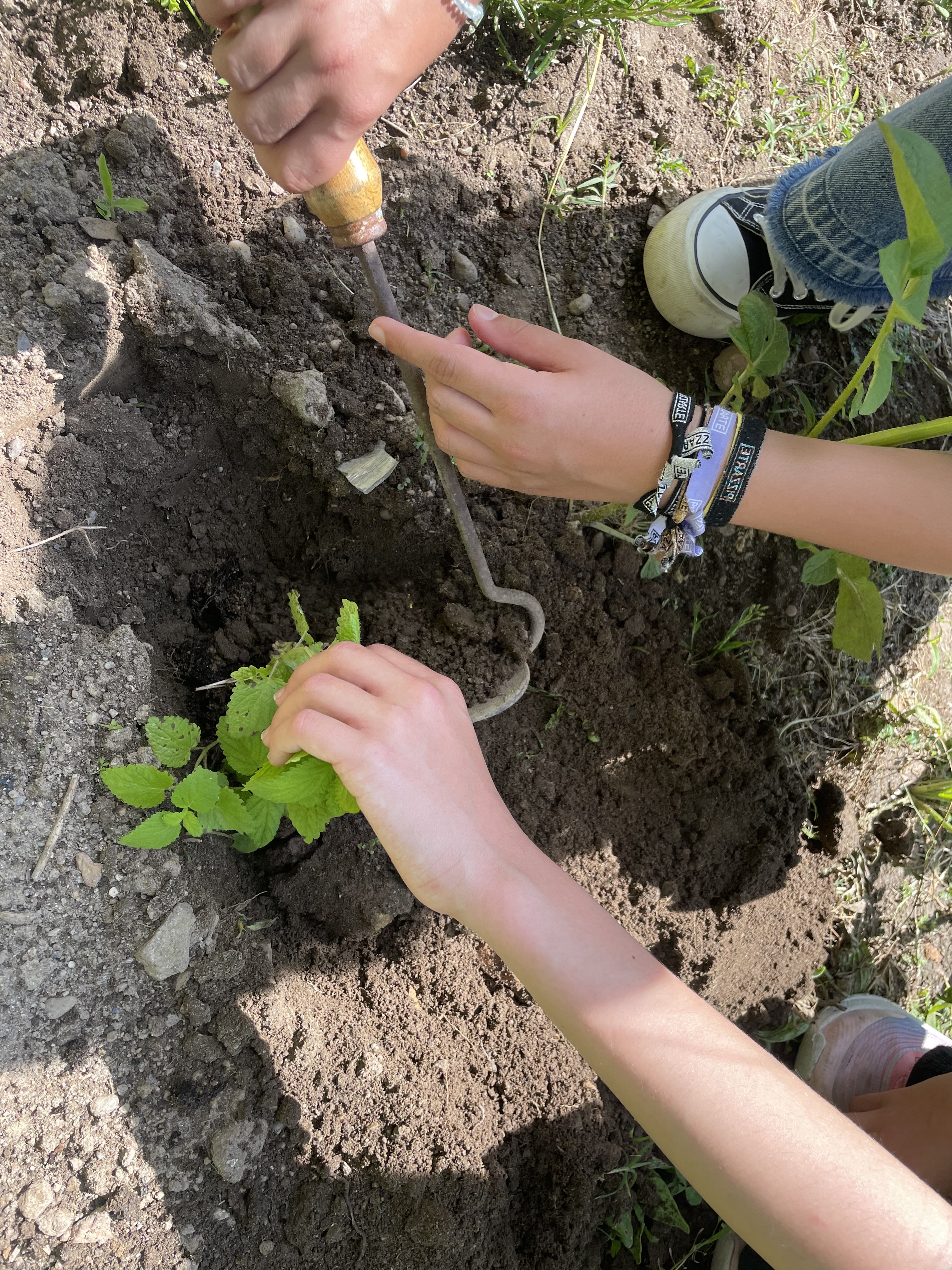 Plantação de cidreira no canteiro das aromáticas.