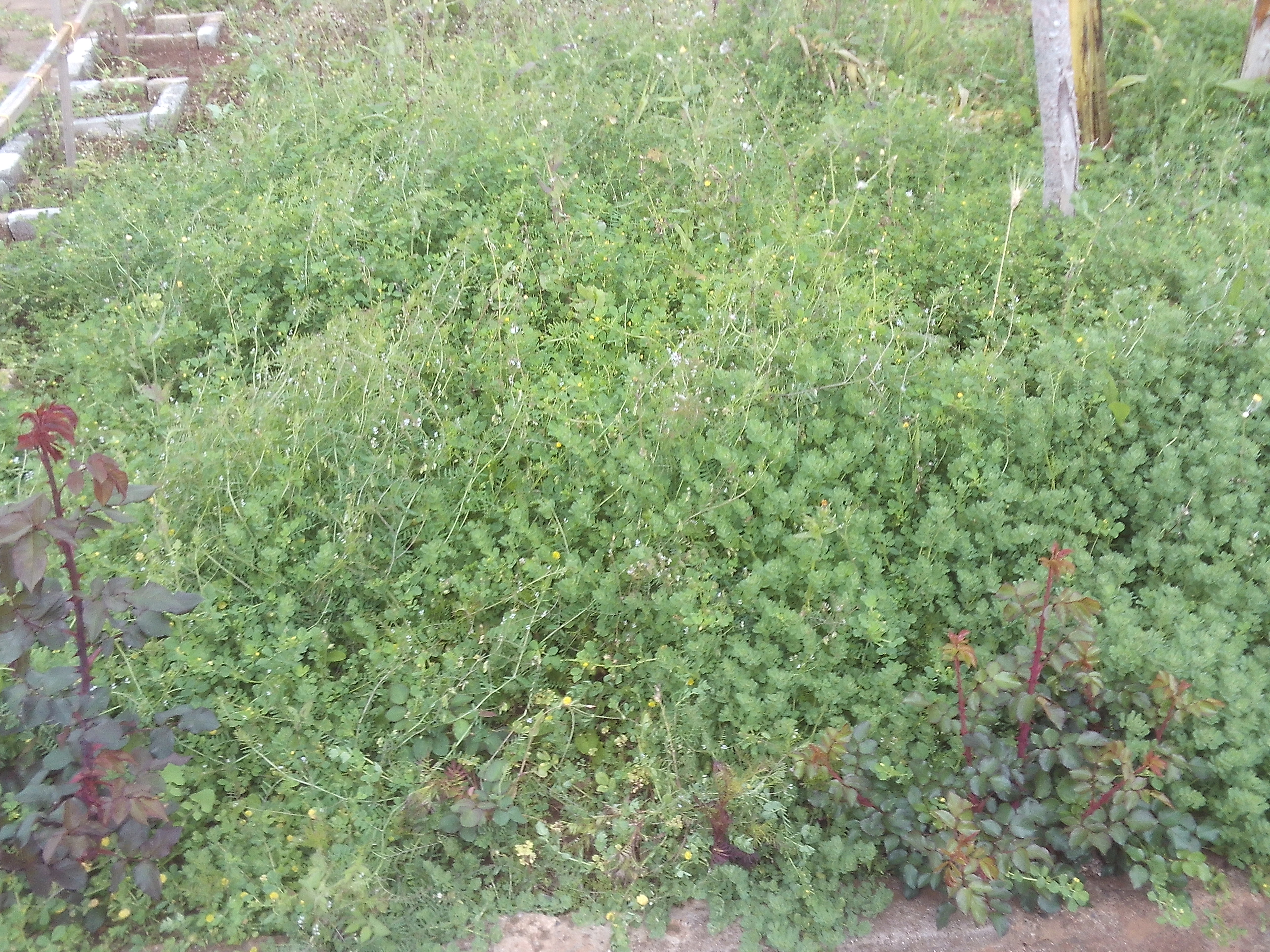 Terreno a necessitar de limpeza