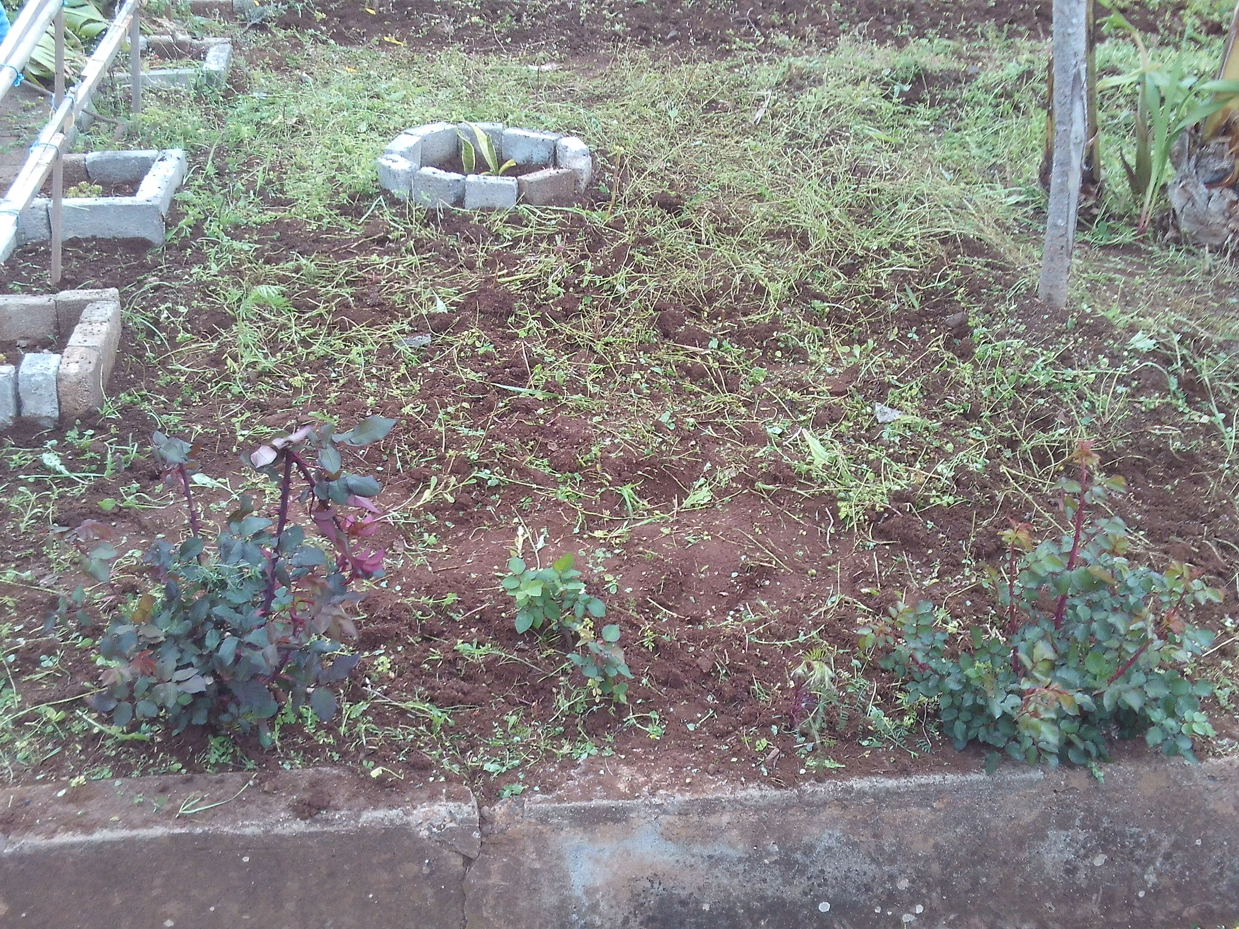 Terreno após a limpeza