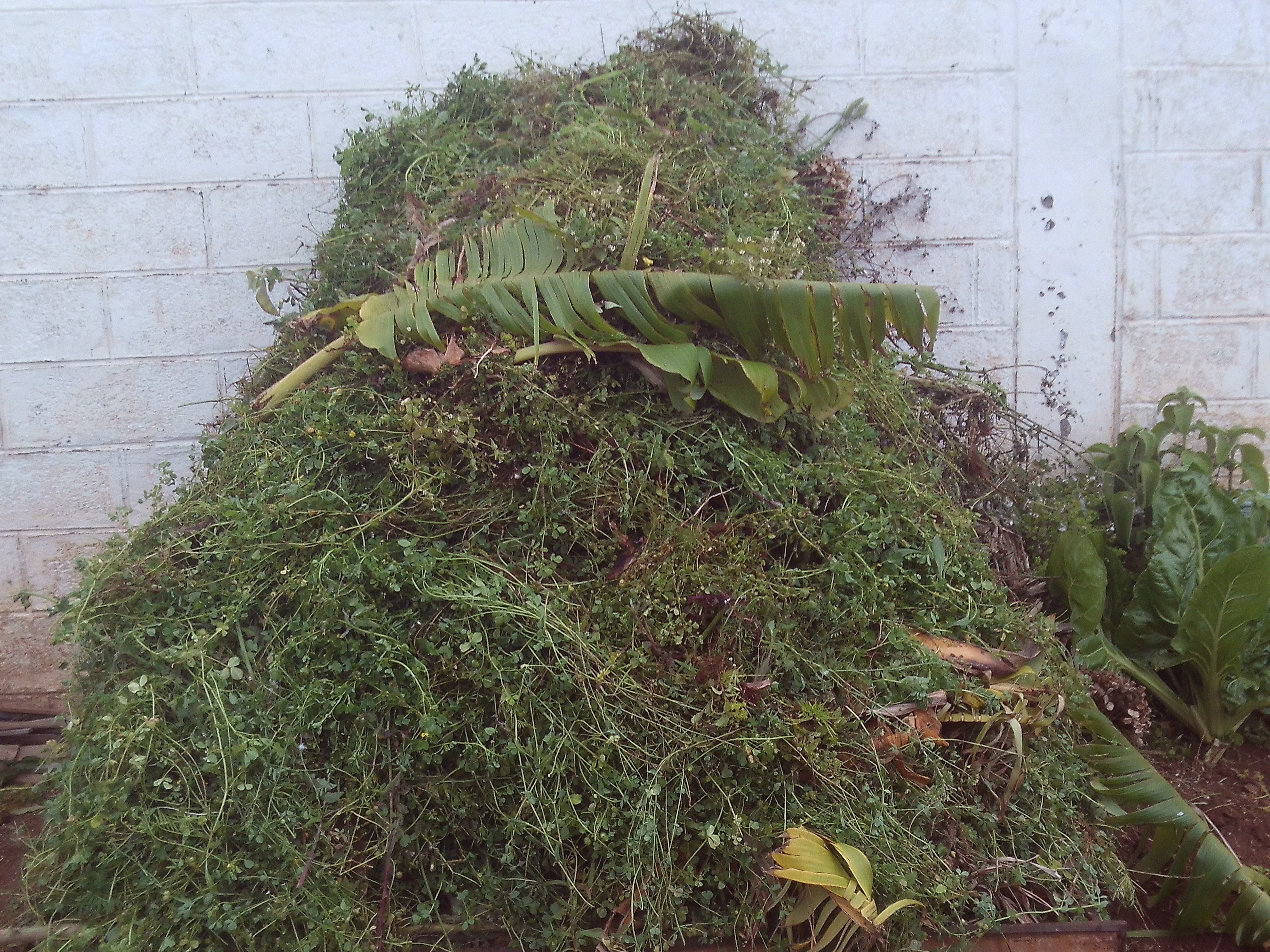Ervas mondadas no compostor