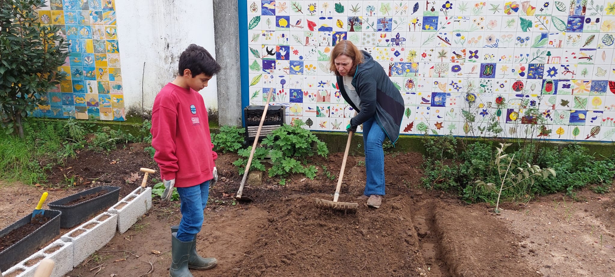 Preparação do solo para a sementeira das favas
