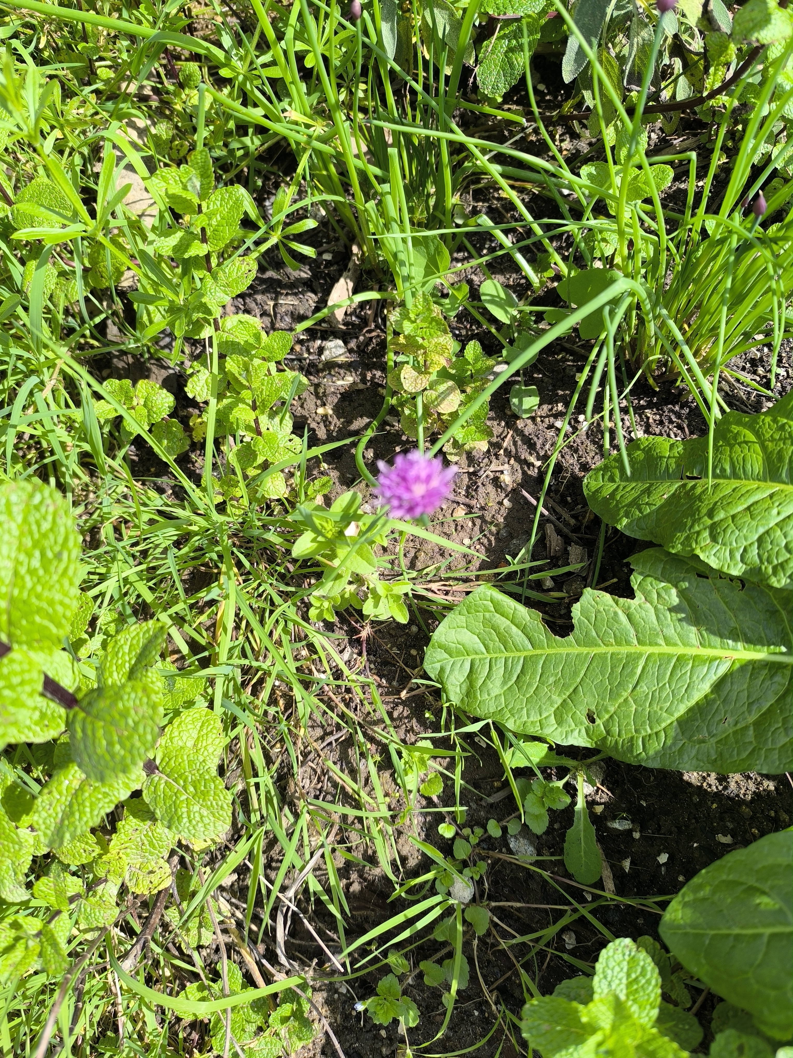 Cebolinho em flor