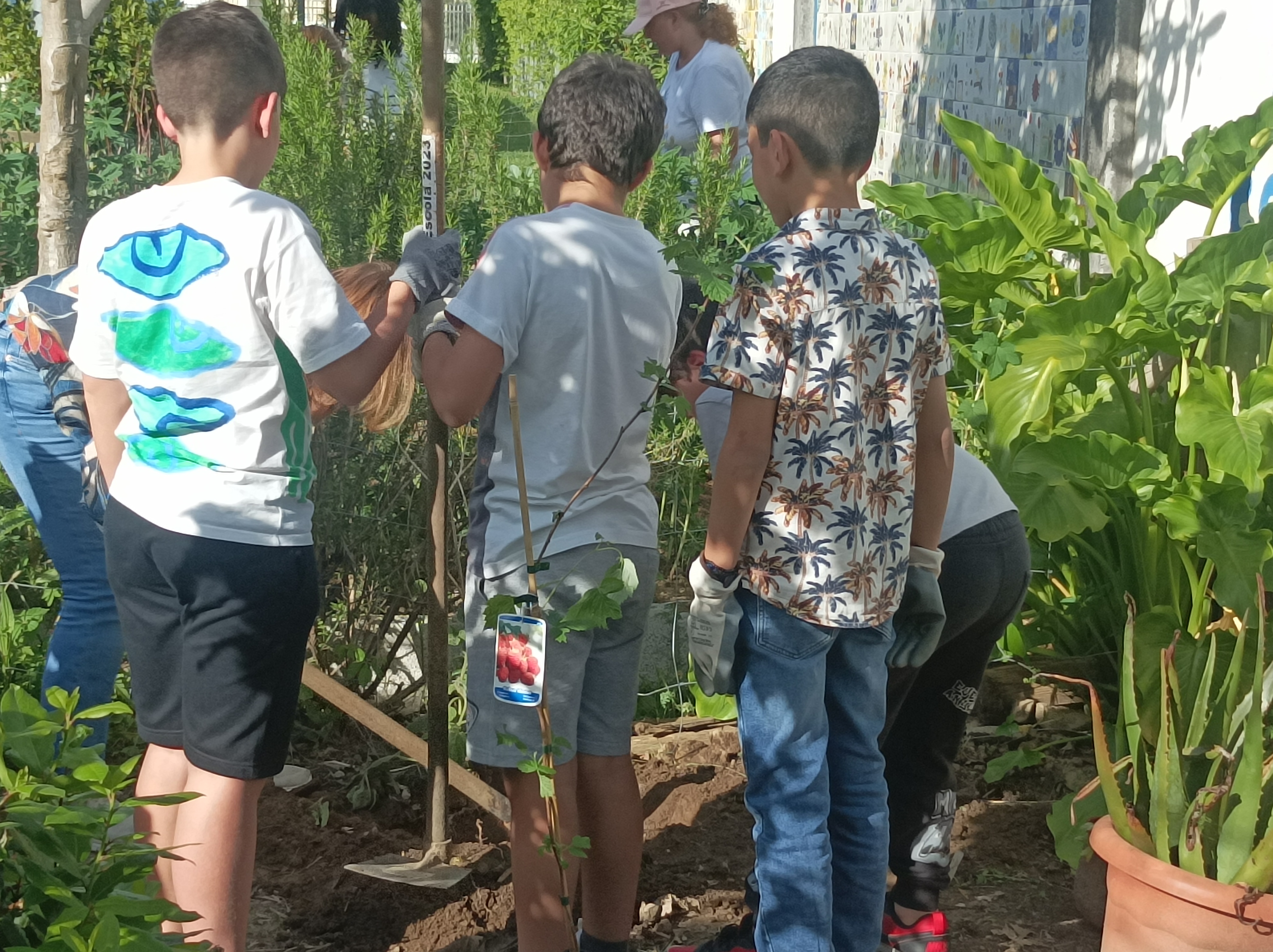Plantação de framboeseiras.