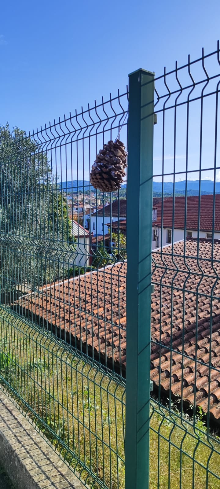 Construção de comedouros:
- Pinhas;
- Banha de porco;
- Sementes várias.