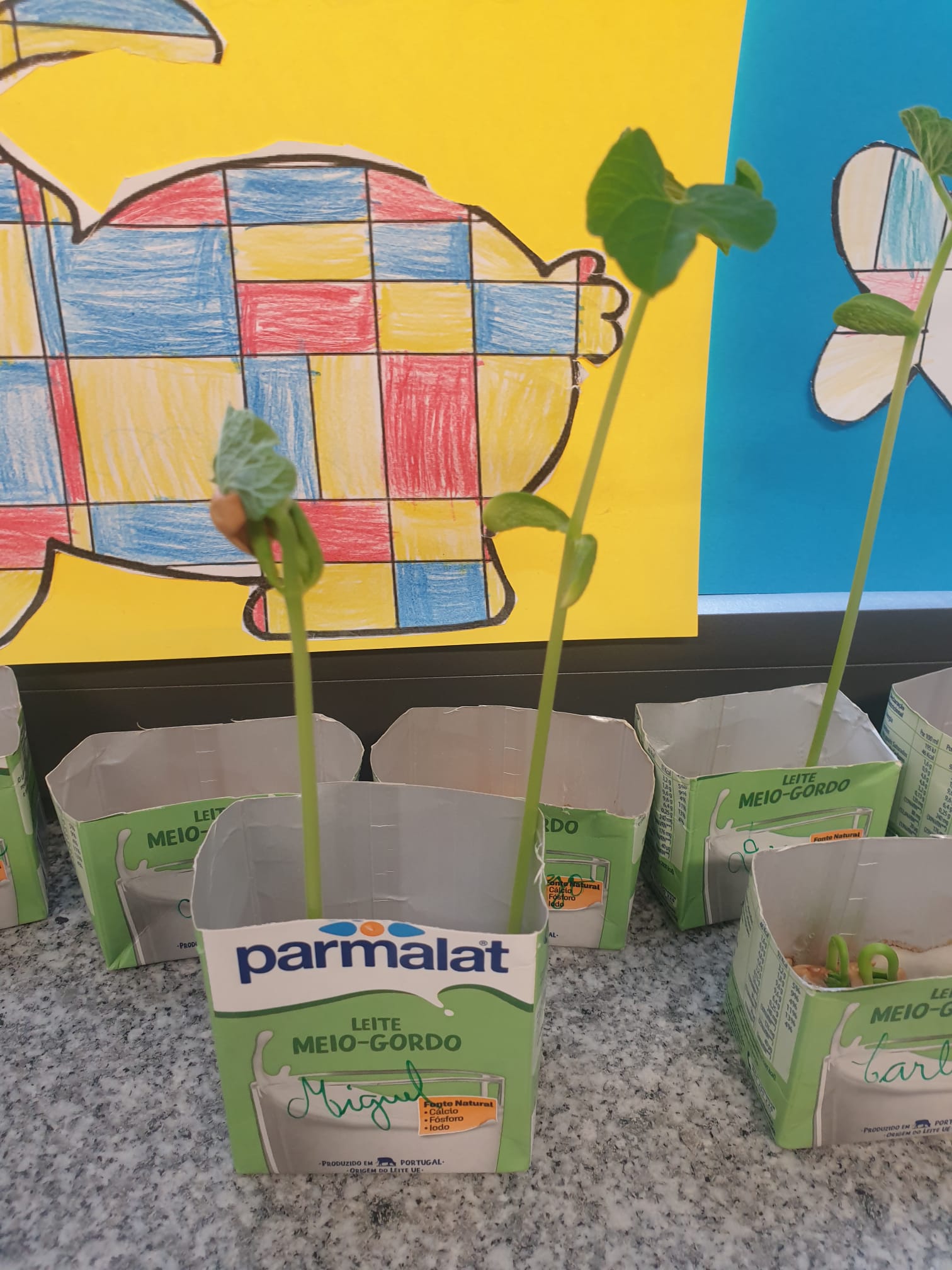 Germinação em contexto de sala de aula de feijões. Nasceram uns bonitos feijoeiros.