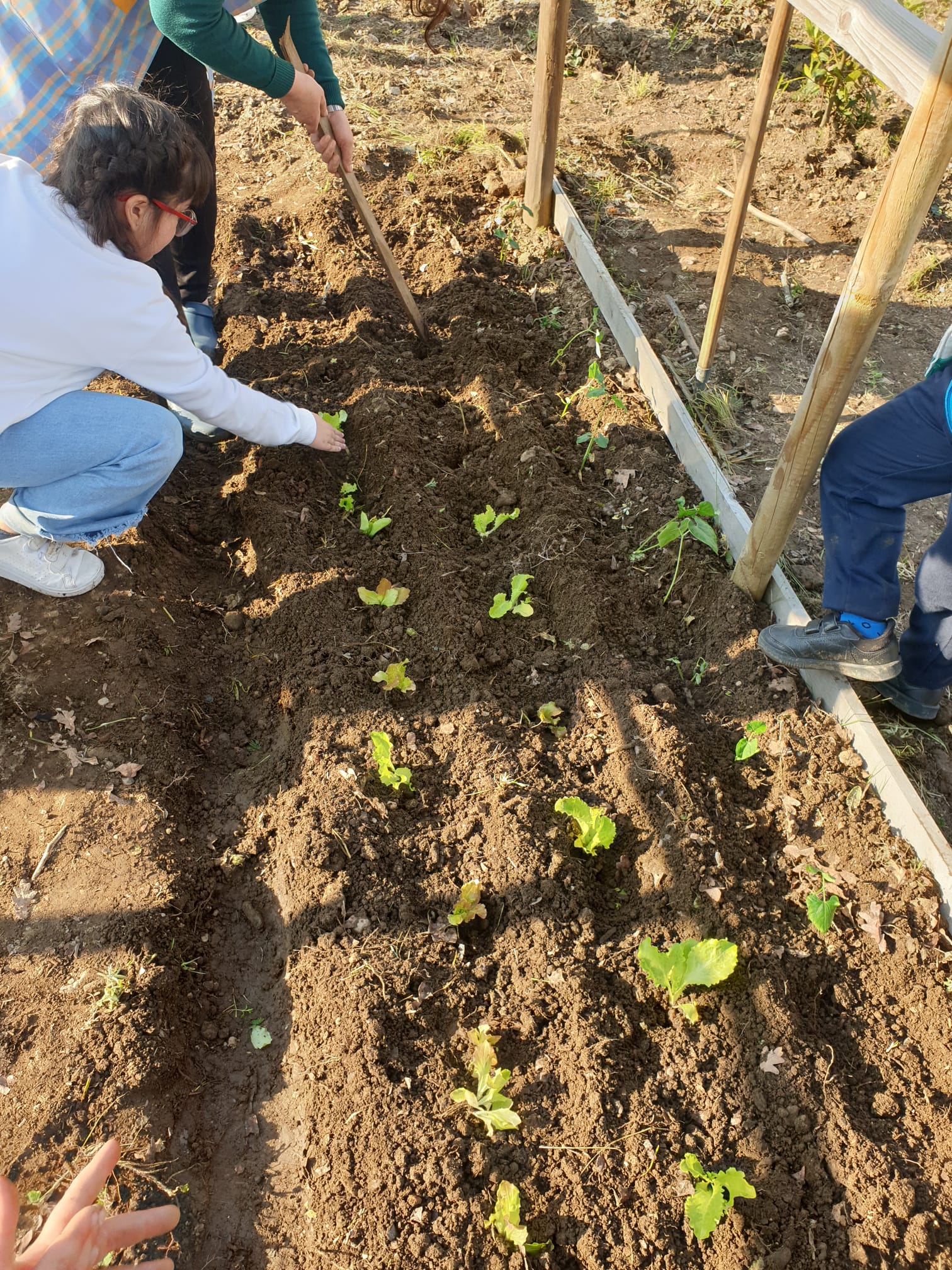 Plantando as alfaces e os feijoeiros.
