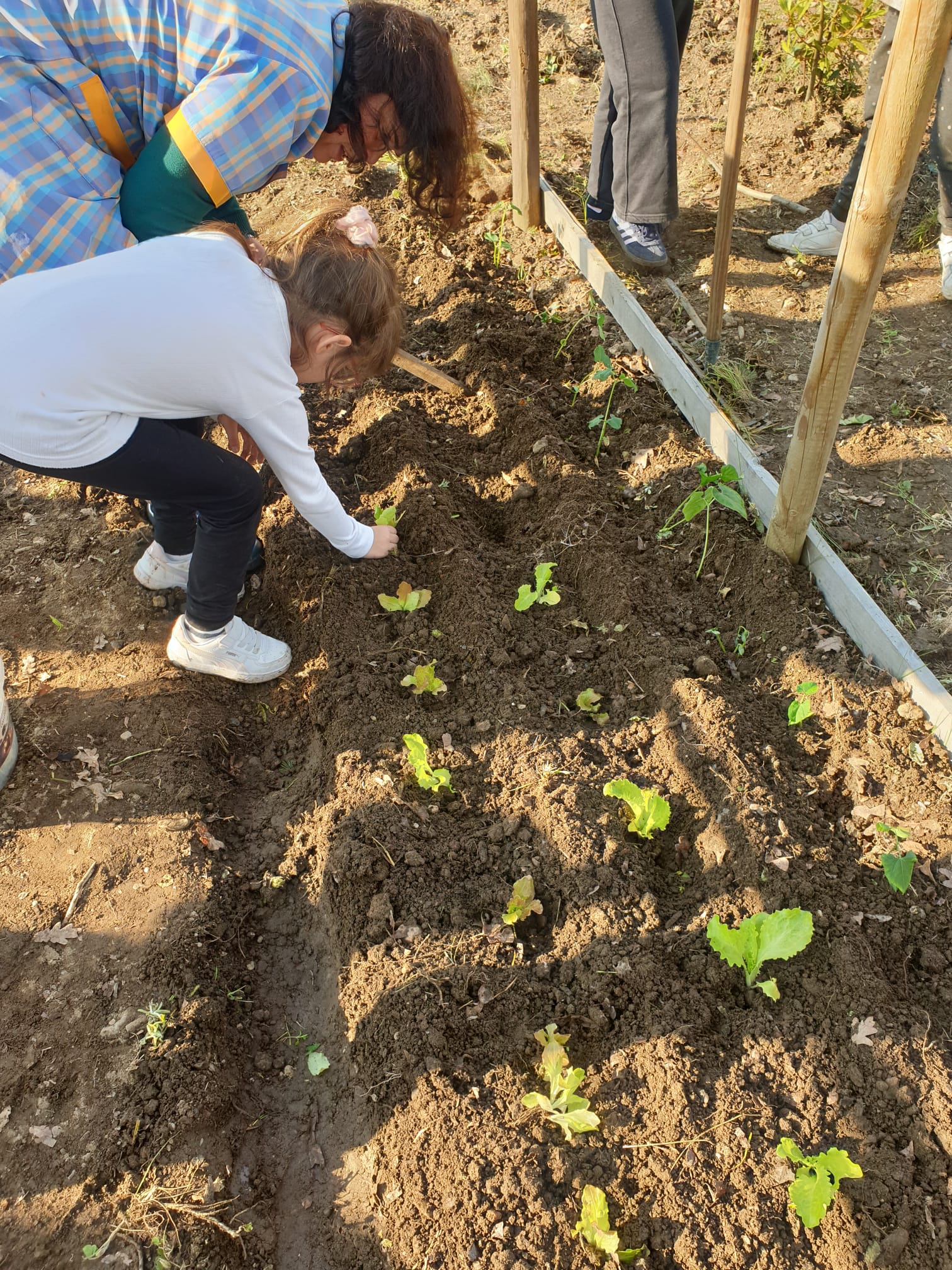 Plantando as alfaces.