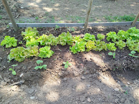 As alfaces estão prontas para uma saladinha.