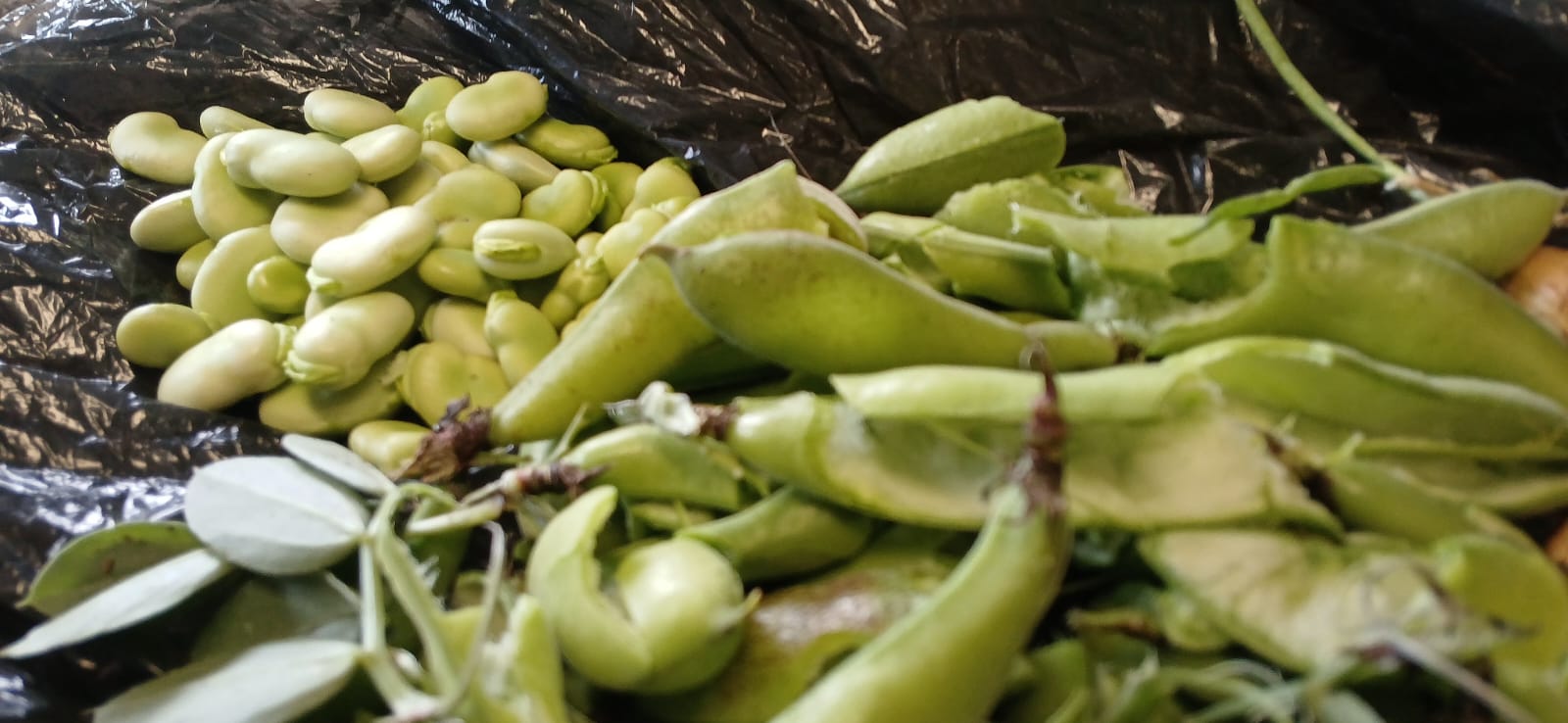 Já apanhamos todas as favas