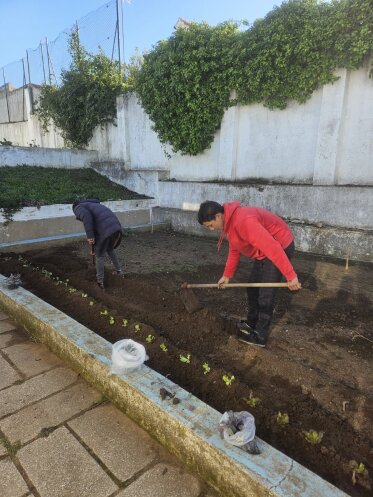 Plantação de alfaces