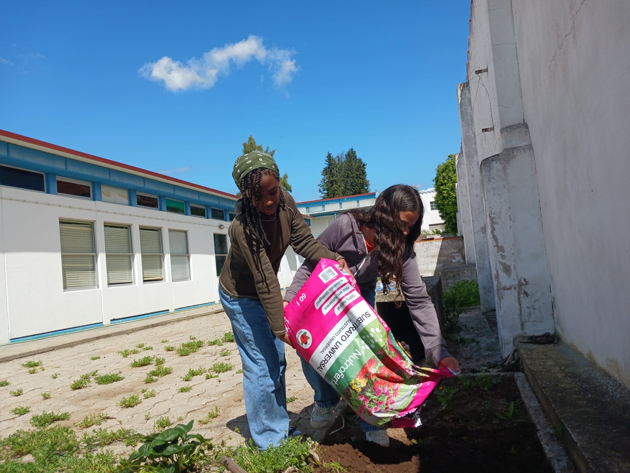 Preparação do terreno para plantar morangueiros.