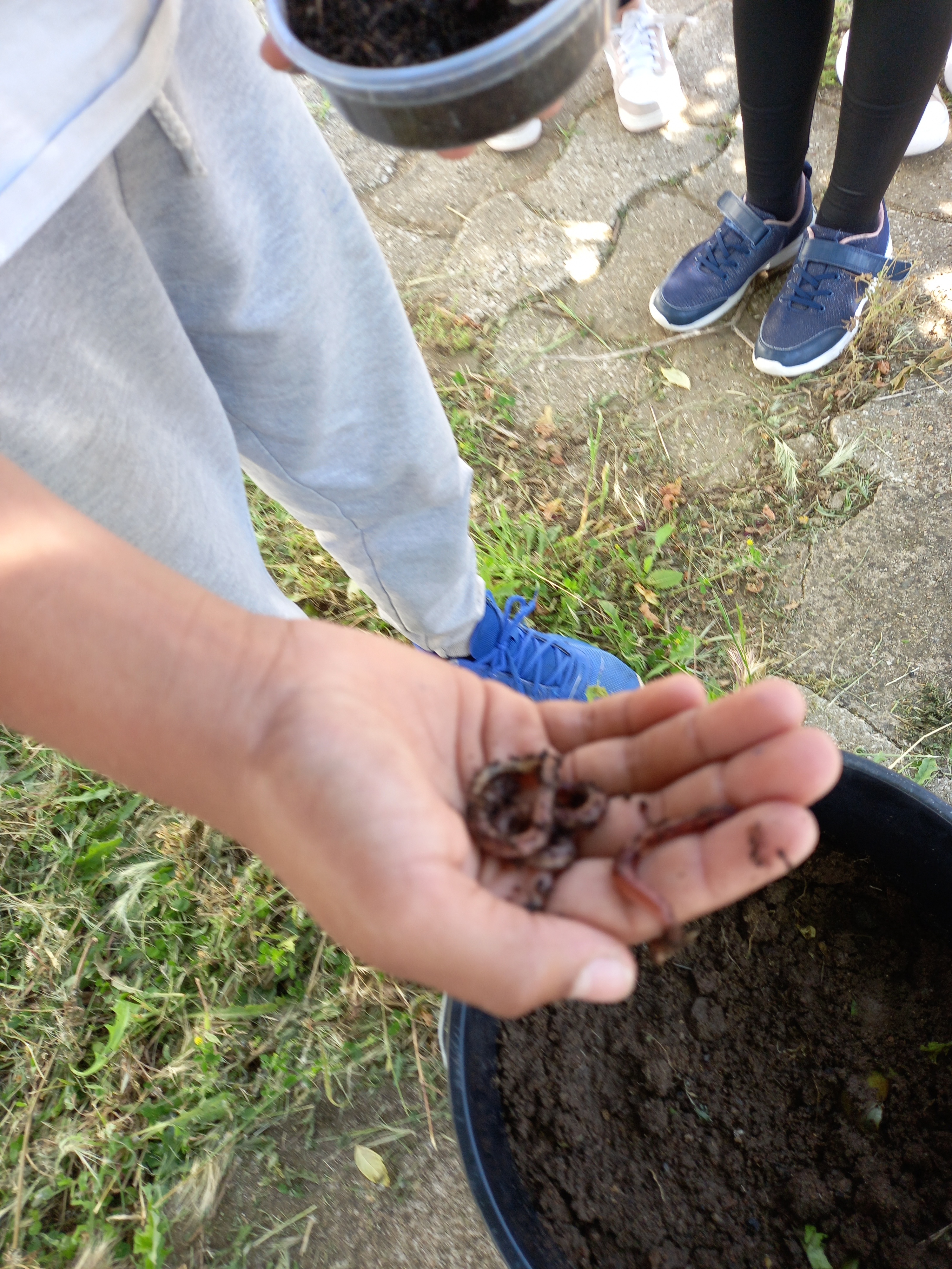Juntar minhocas aos resíduos no compostor.