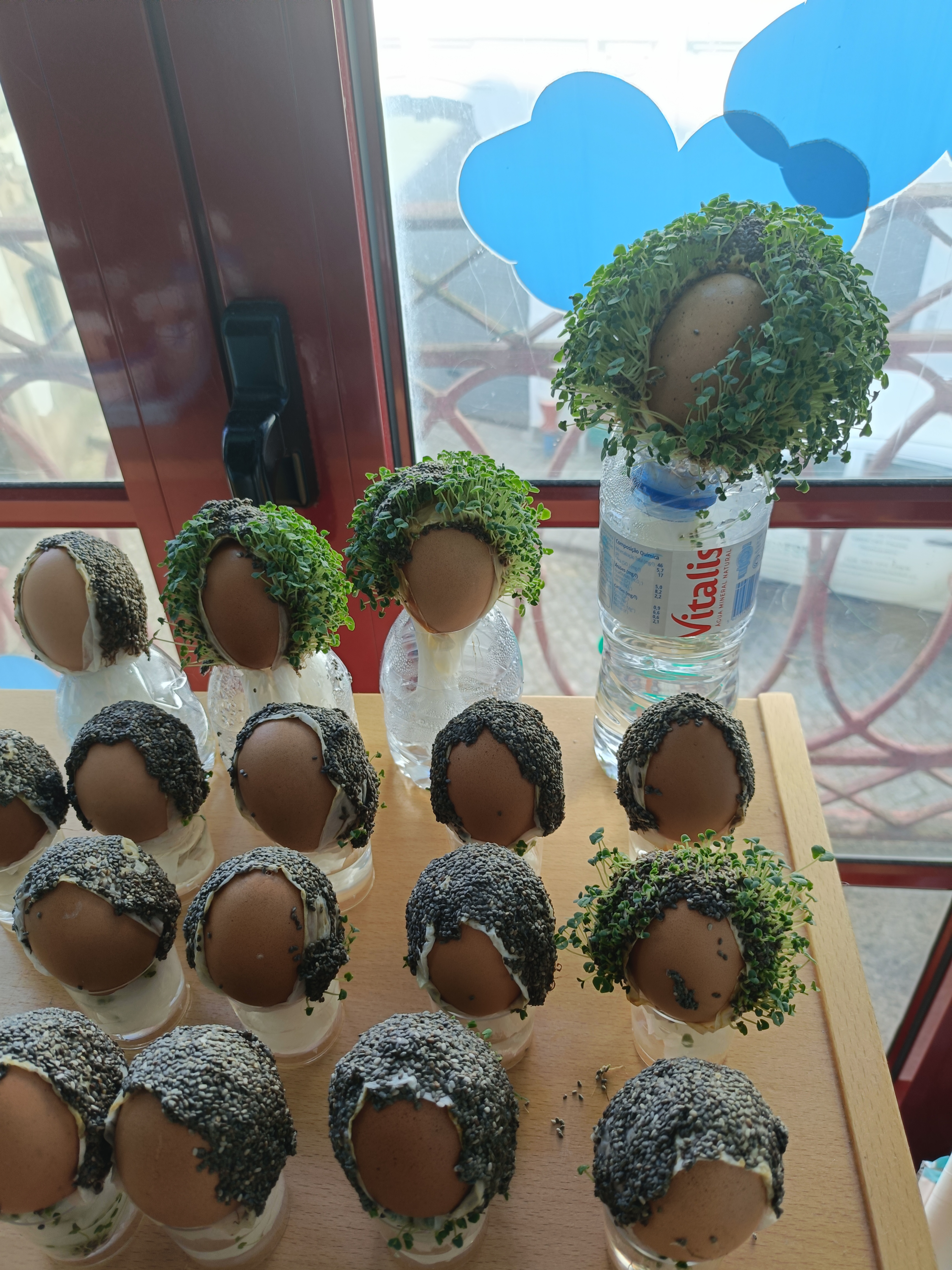 Experiência com sementes de Chia colada na janela e posteriormente na Janela.