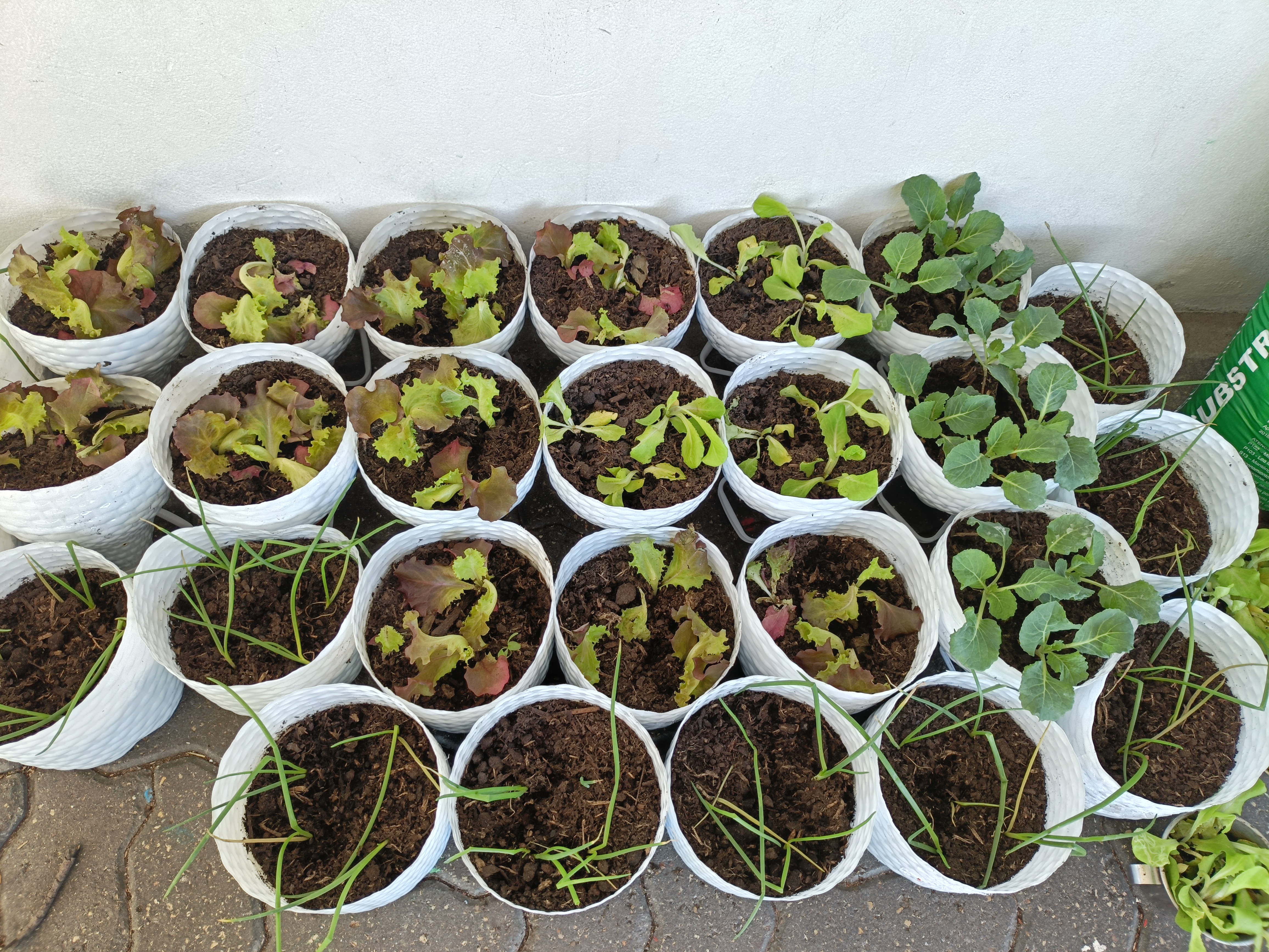 As primeiras plantações
