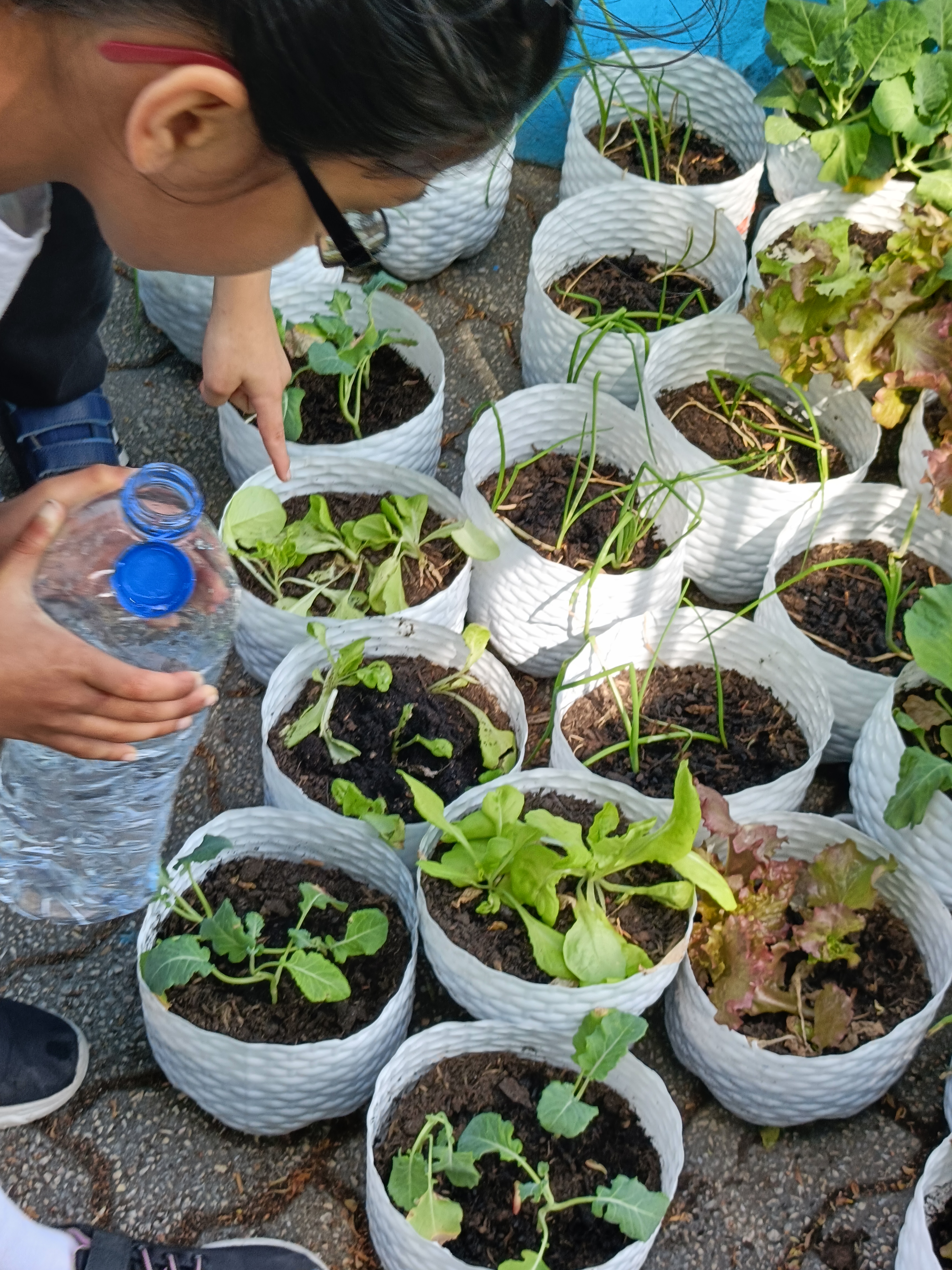 Cuidados com a nossa horta