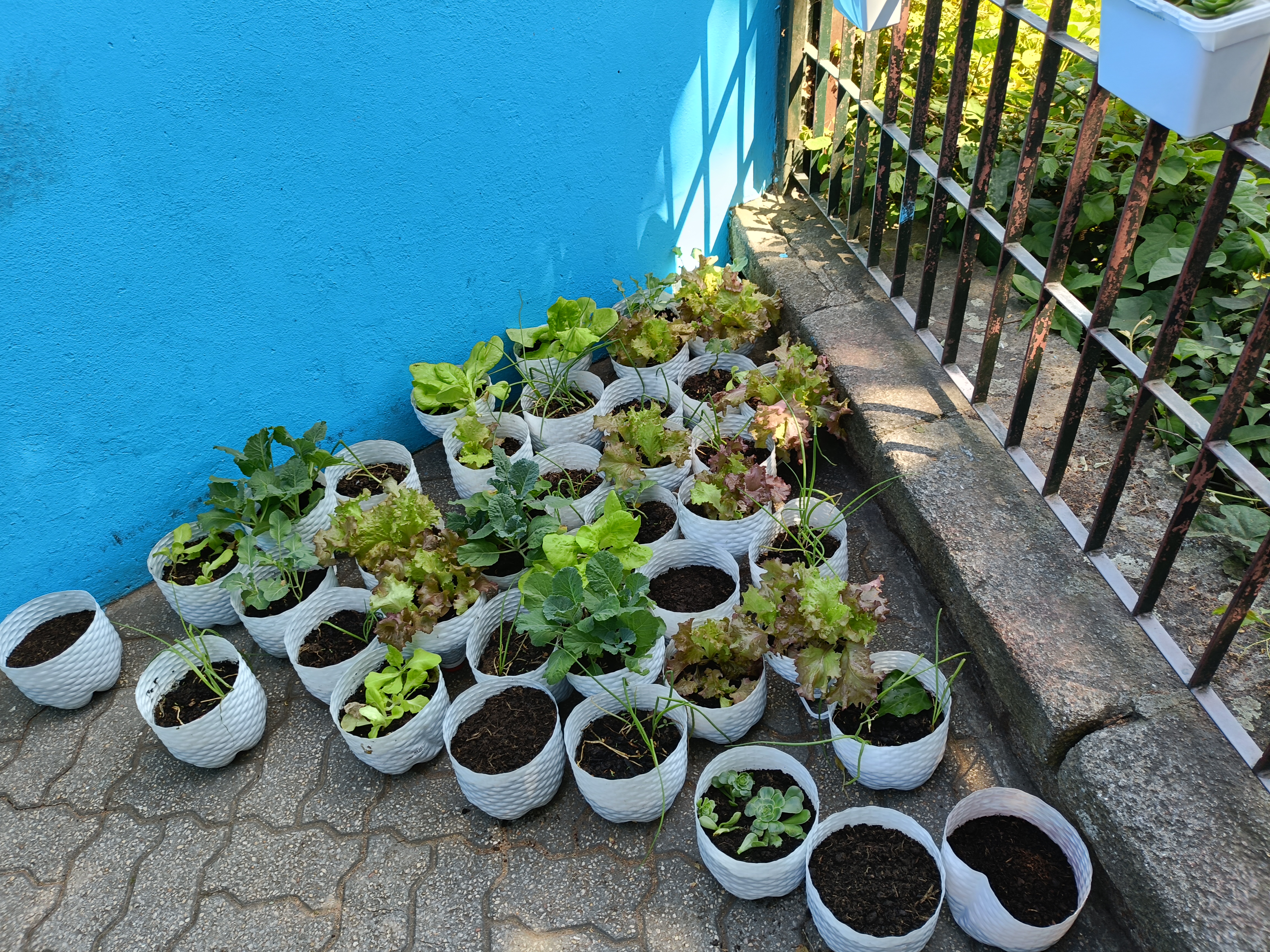 Horta Horizontal!!