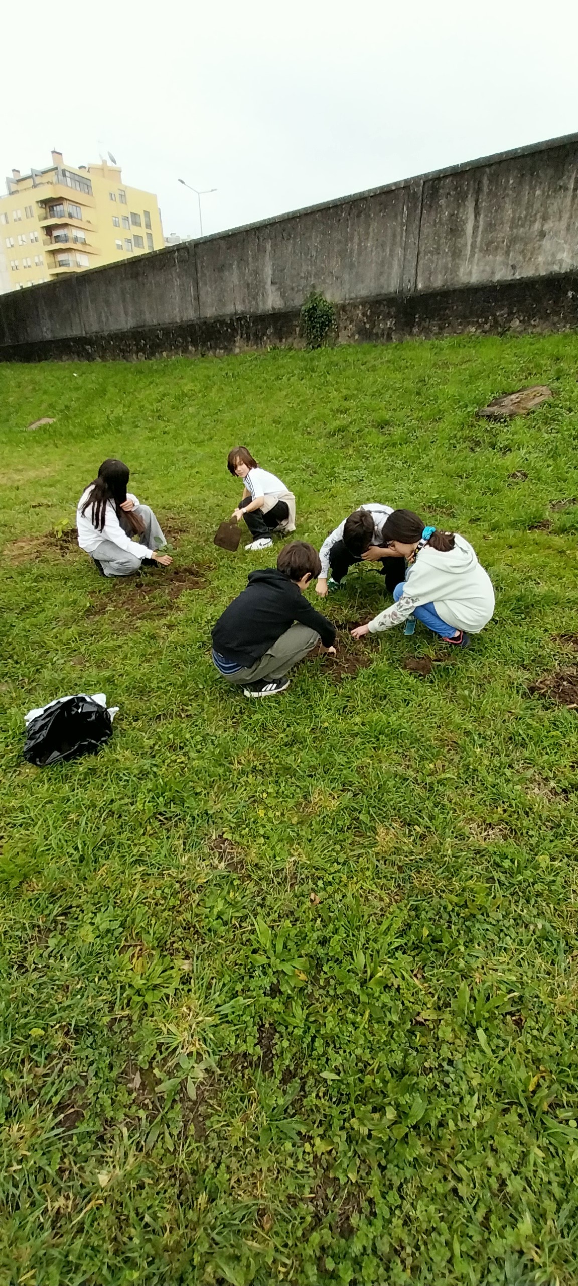 Transplantação de abacates