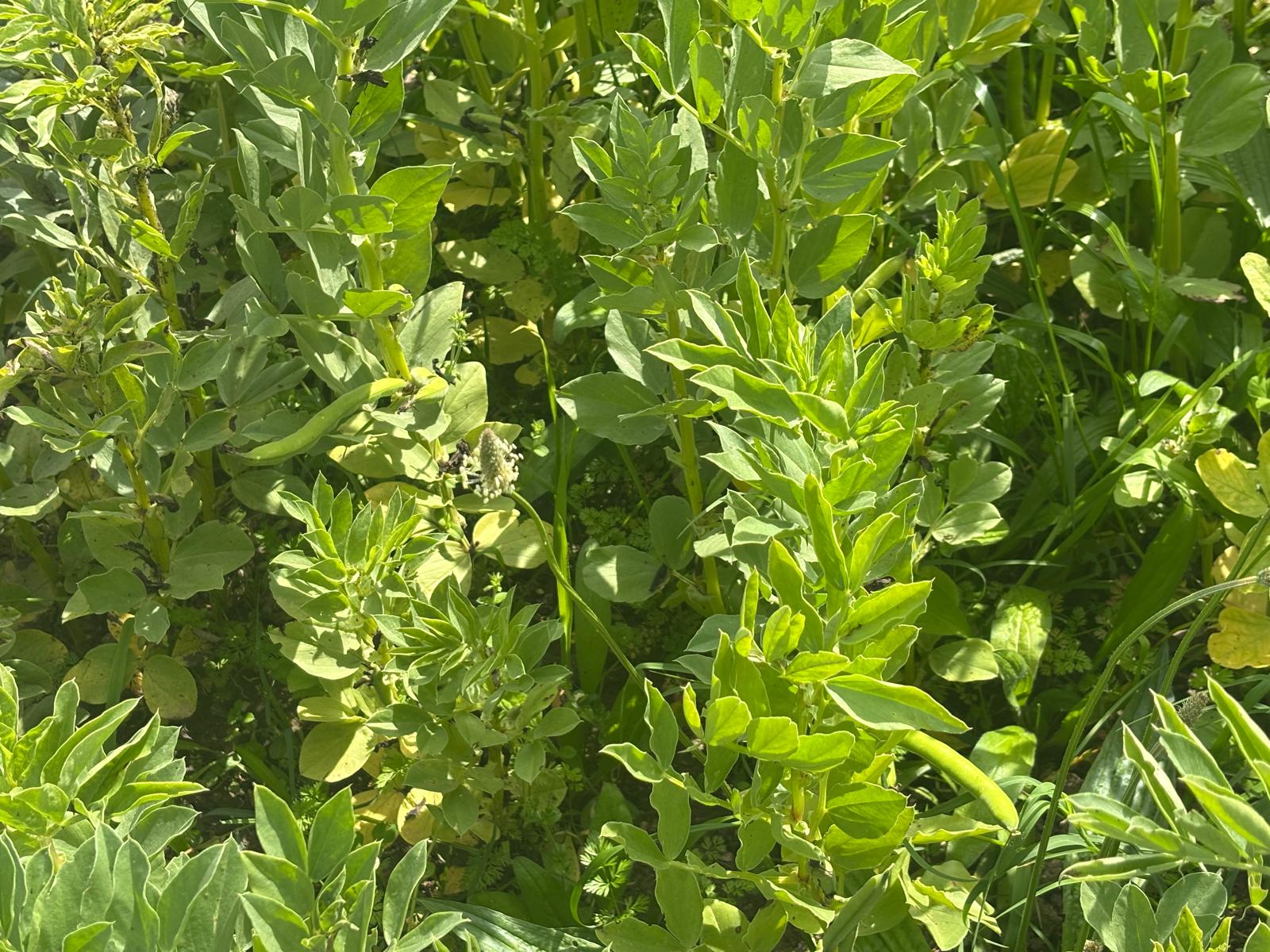 As favas da nossa horta