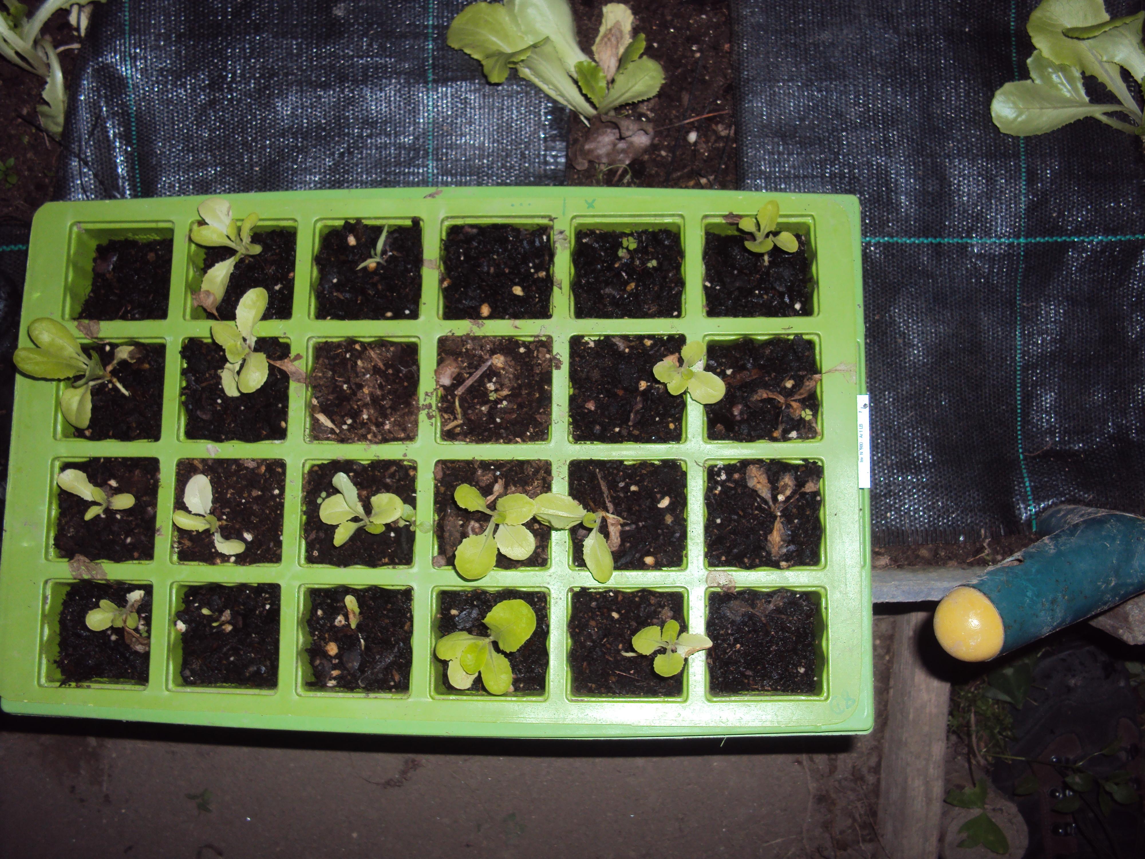 Germinação de sementes de alfaces. E são visíveis alfaces plantadas. Optou-se por este ano cobri a ala direita com uma tela de solo para impedir o crescimento de outras plantas.