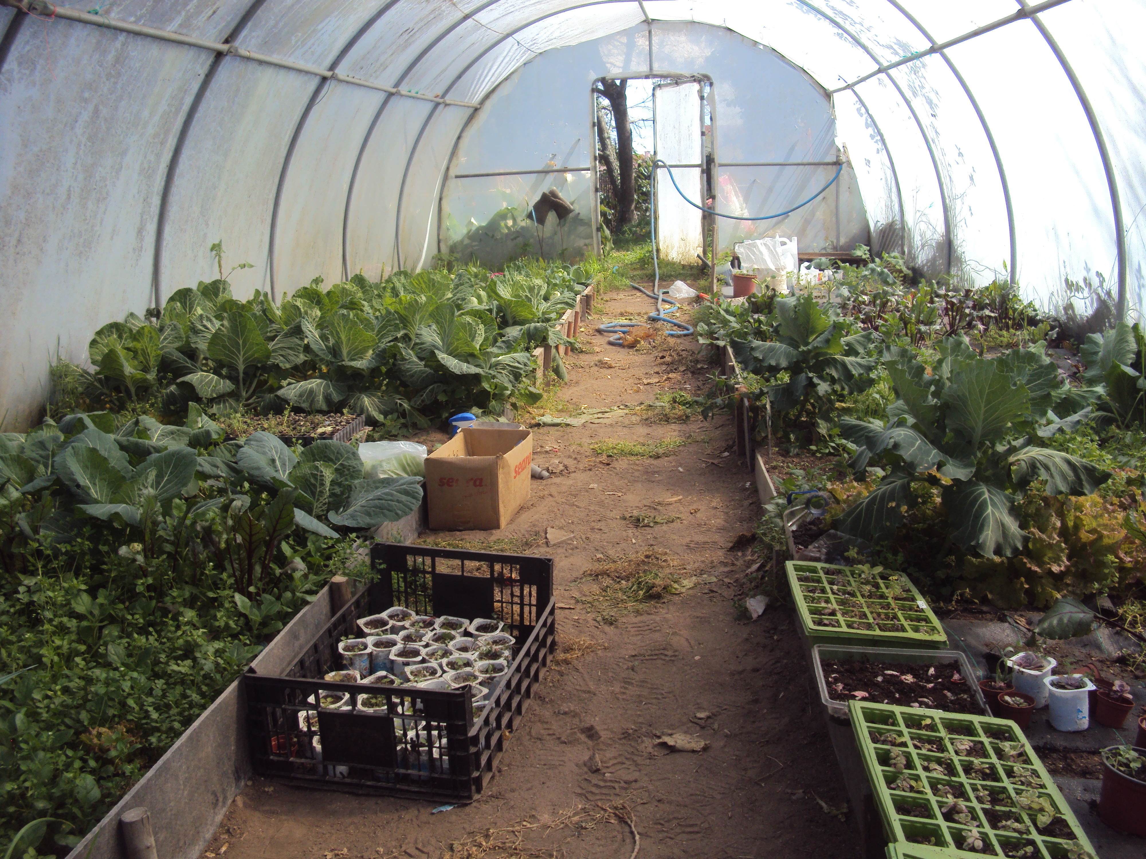 Aspeto da Horta-Bio em 12-3-2025 A ala direita no fundo contém a zona de sementeiras e na parte adjacente as couves nabiças foram sendo cortadas para consumo e posteriormente foram plantadas alfaces nessa zona alternadas com cebolinho.