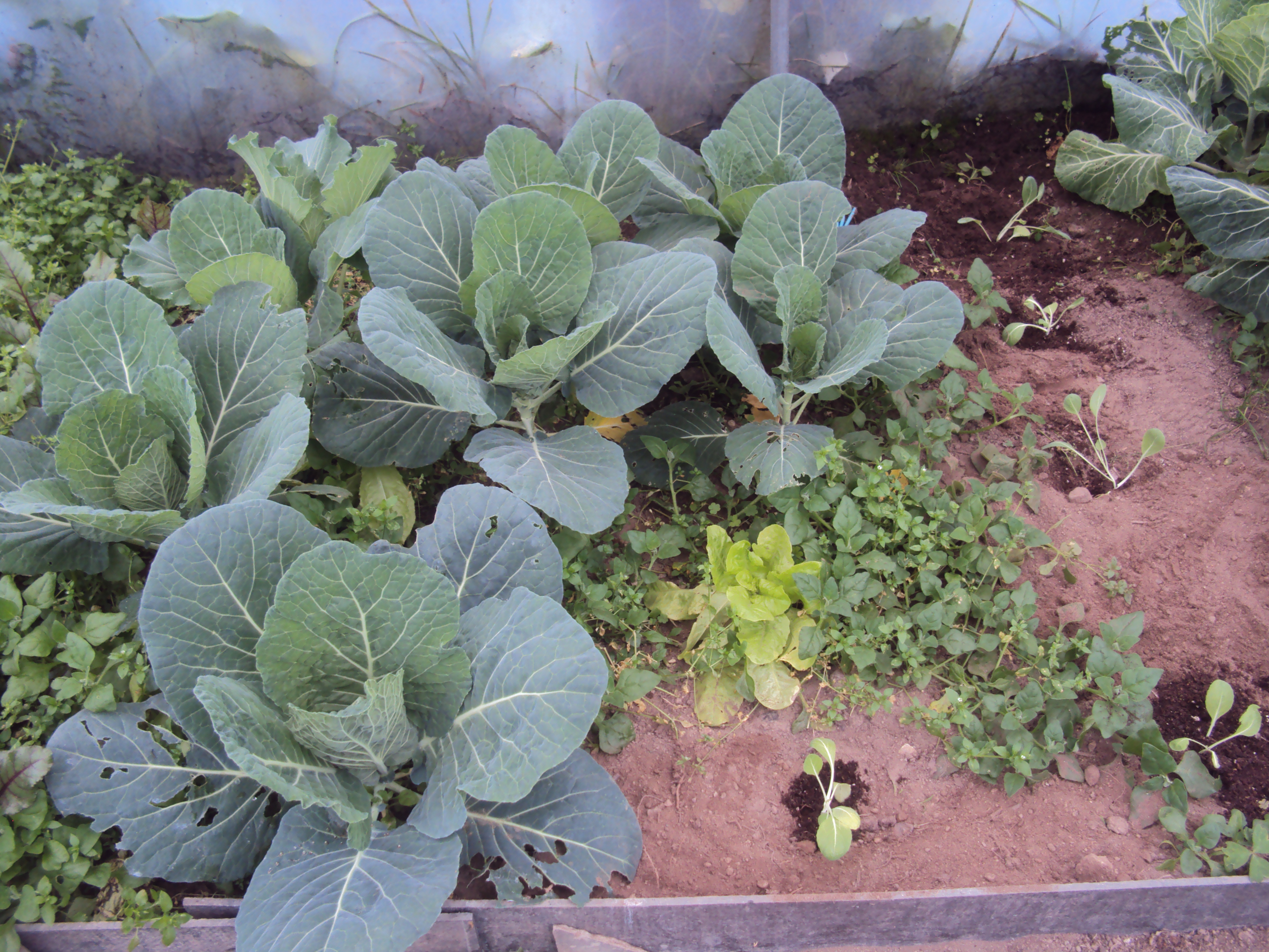 Pormenor da ala esquerda com espinafre, couve híbrida, nova plantação de couve penca e uma alface germinou nessa zona.