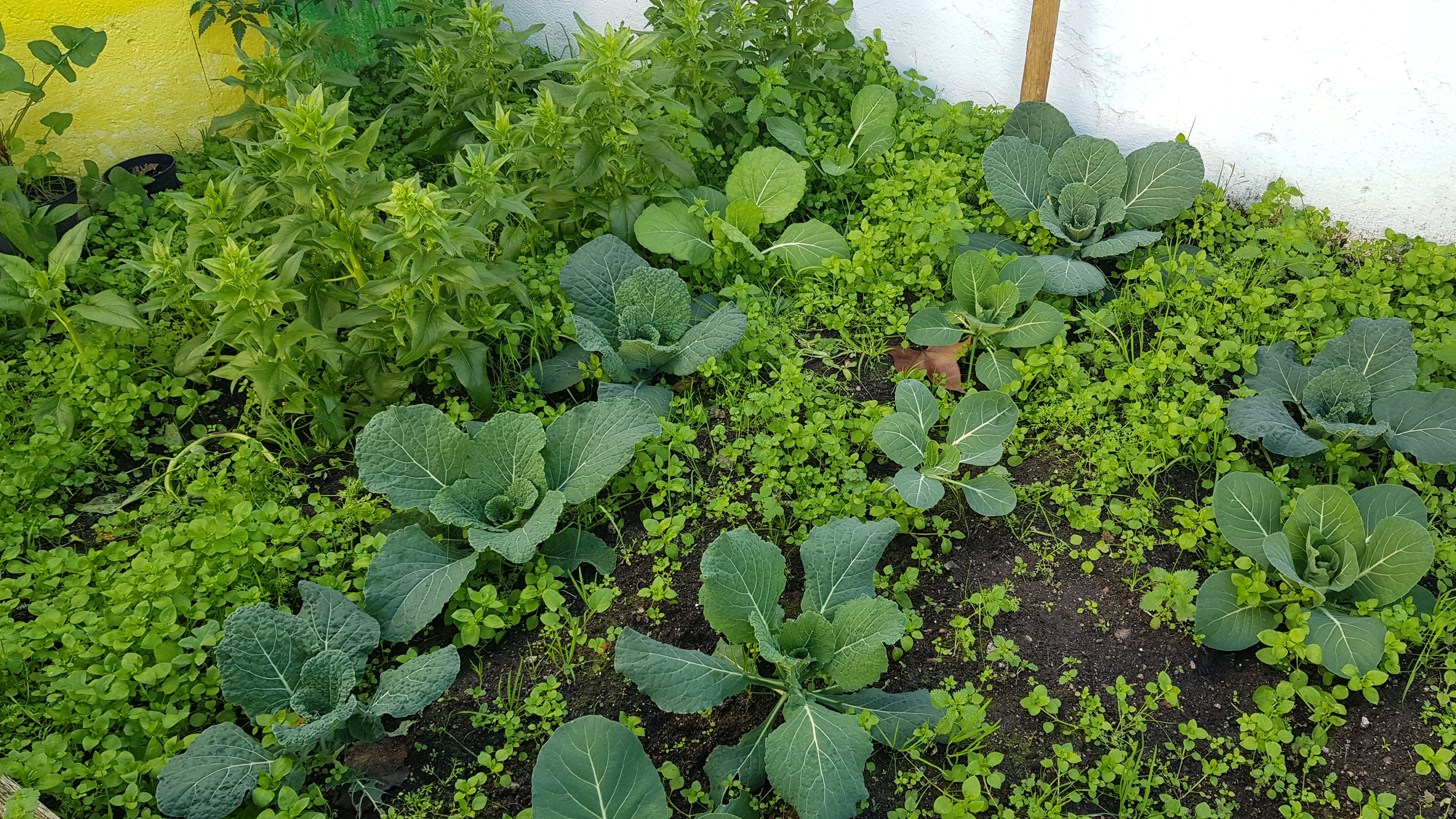 Horta no início de janeiro