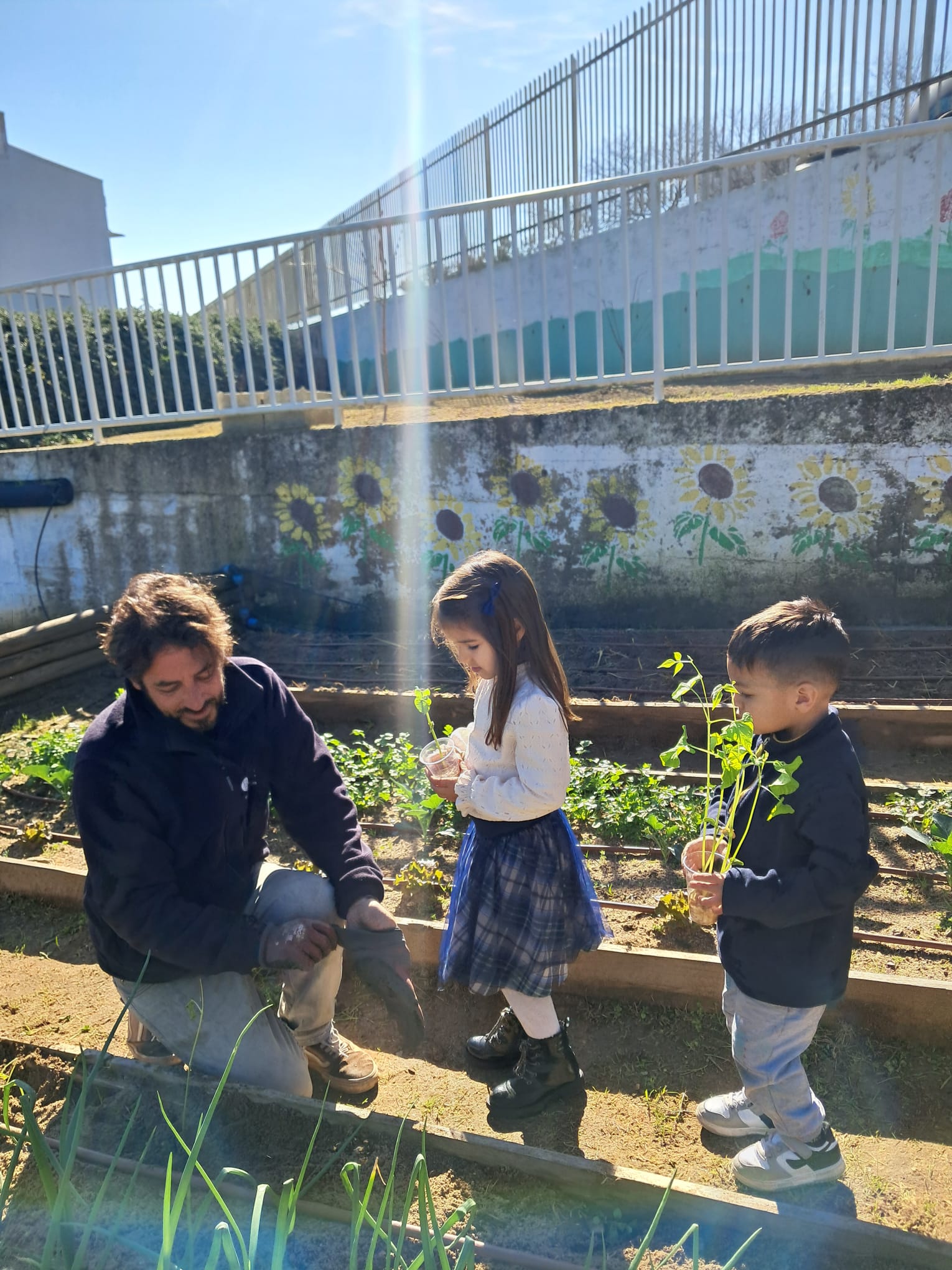 Alunos do Pré C- plantação de feijoeiros, sementes germinadas em sala de aula.